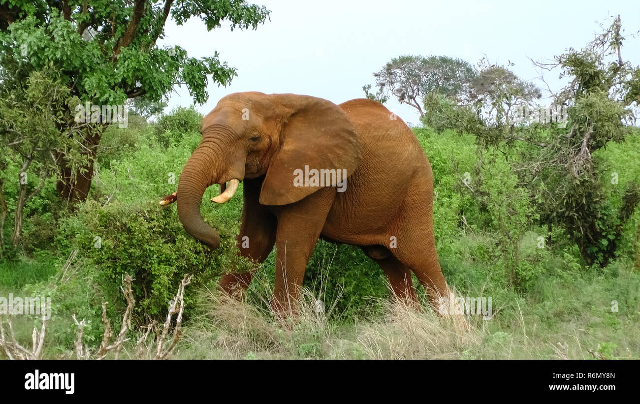 elephants in kenya Stock Photo Alamy