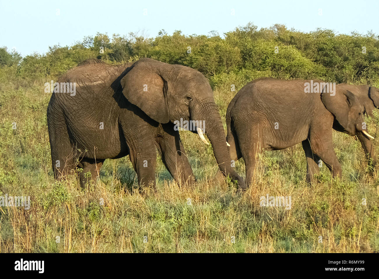 elephants in kenya Stock Photo Alamy
