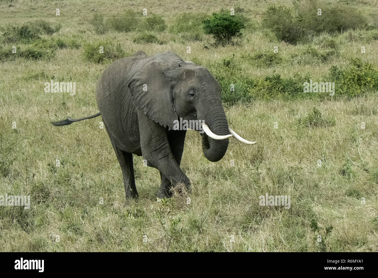 elephants in kenya Stock Photo Alamy