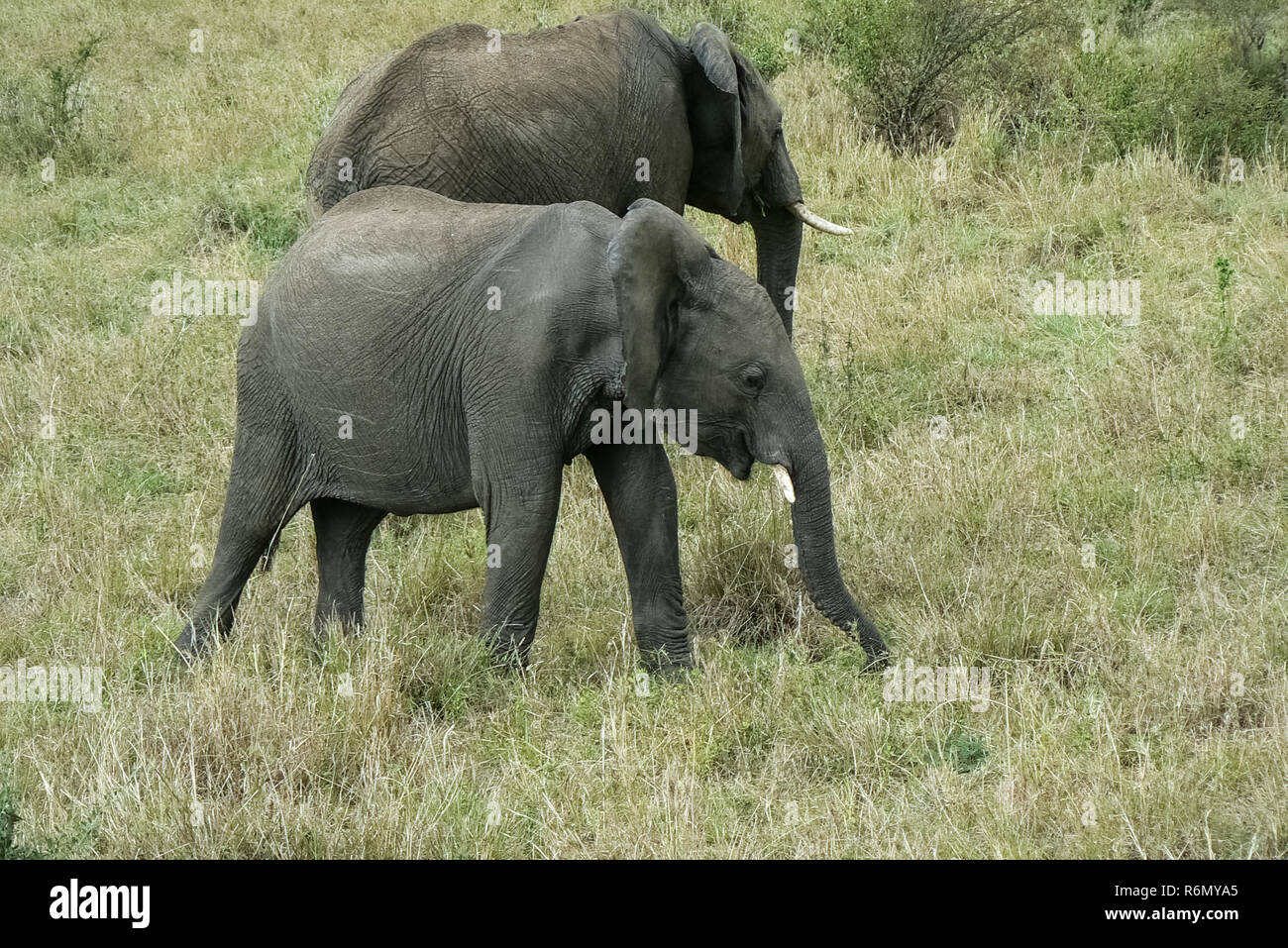elephants in kenya Stock Photo Alamy