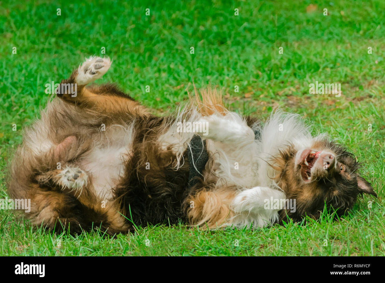 Cowboy, a six-year-old red-tri Australian Shepherd, rolls over in the wet grass during a summer rainstorm in Coden, Alabama, July 19, 2014. Stock Photo