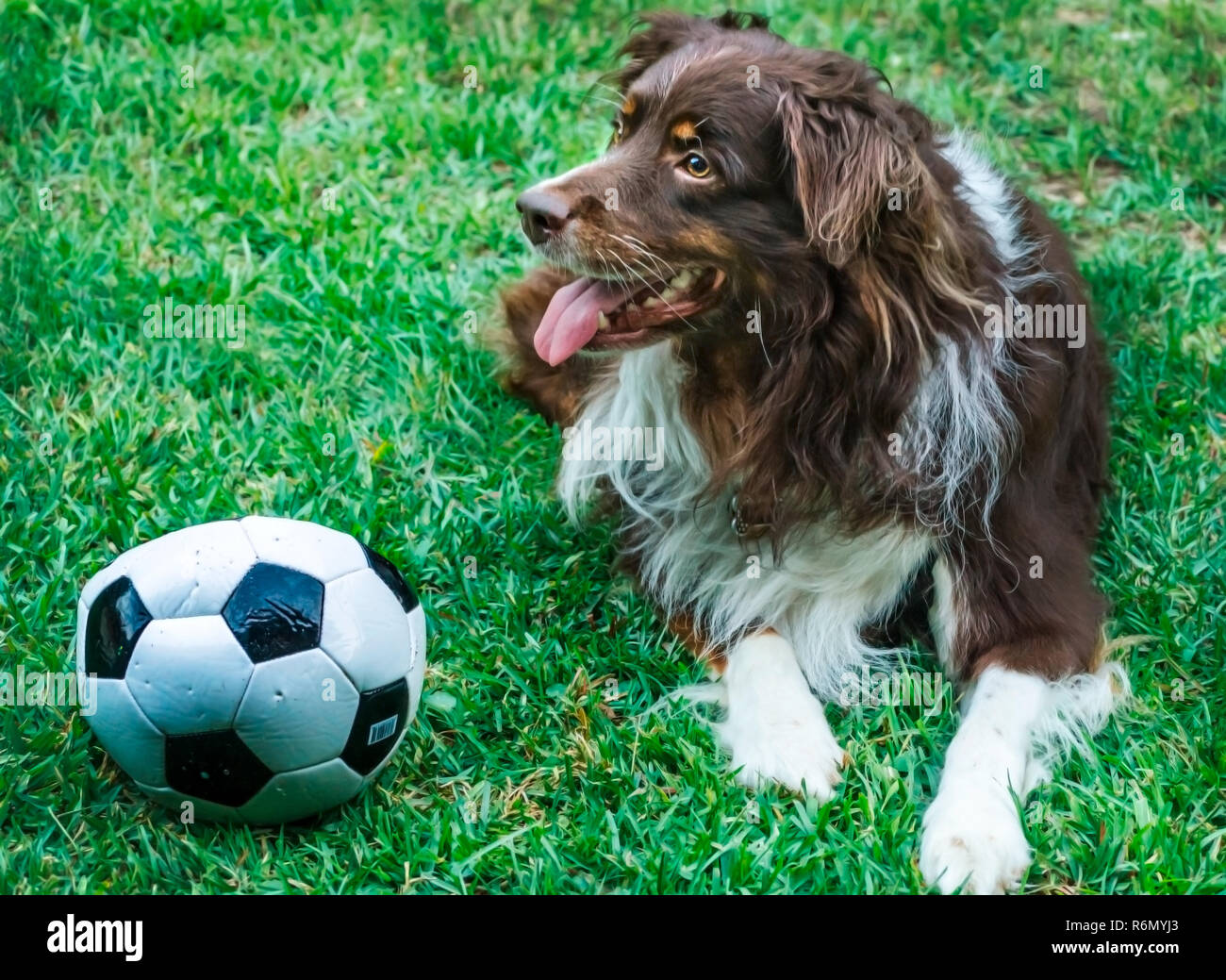 Cowboy, a six-year-old red-tri Australian Shepherd, takes a break from playing with a soccer ball, July 21, 2014, in Coden, Alabama. (Photo by Carmen  Stock Photo