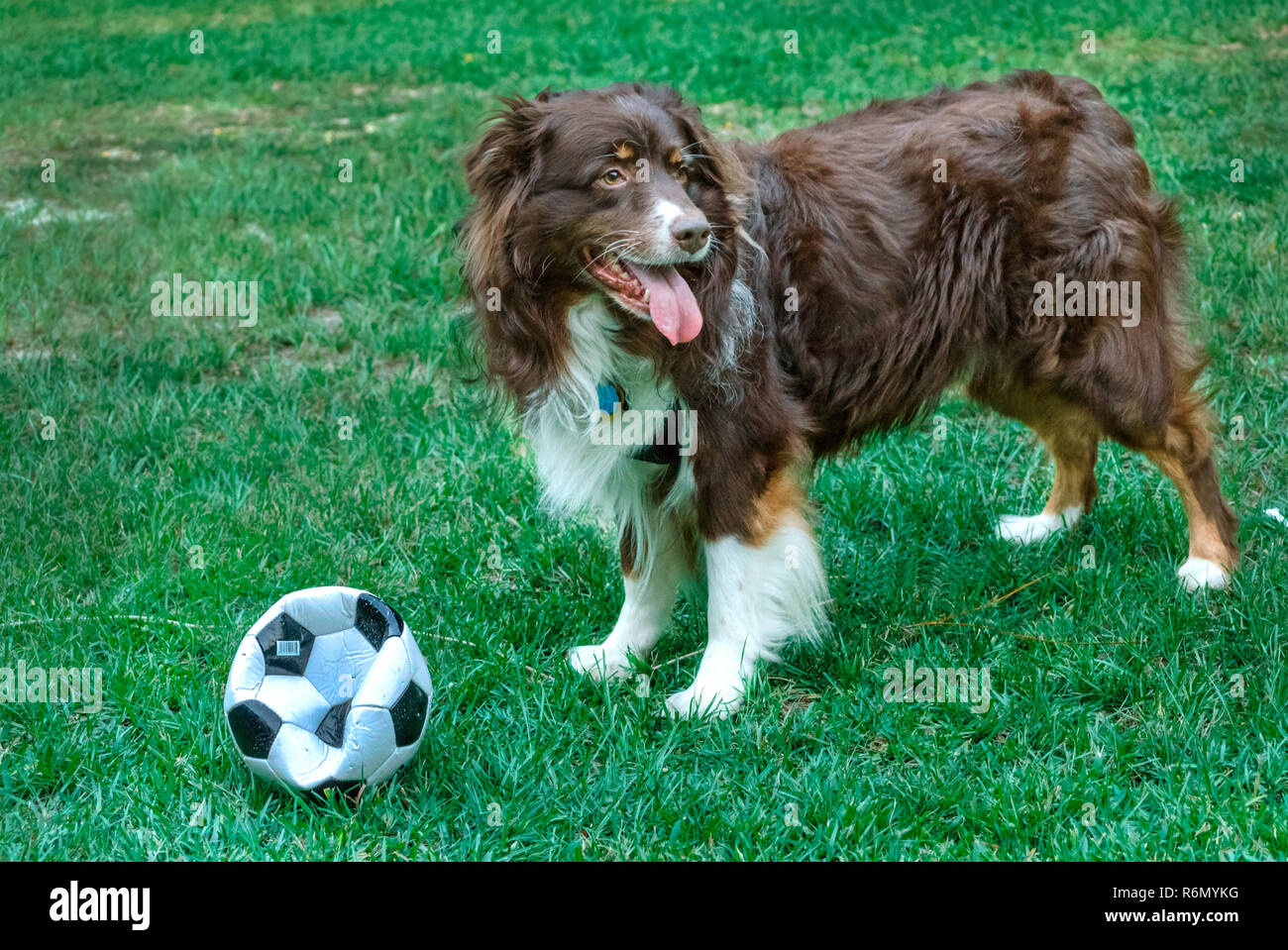 Cowboy, a six-year-old red-tri Australian Shepherd, takes a break from playing with a soccer ball, July 21, 2014, in Coden, Alabama. Stock Photo