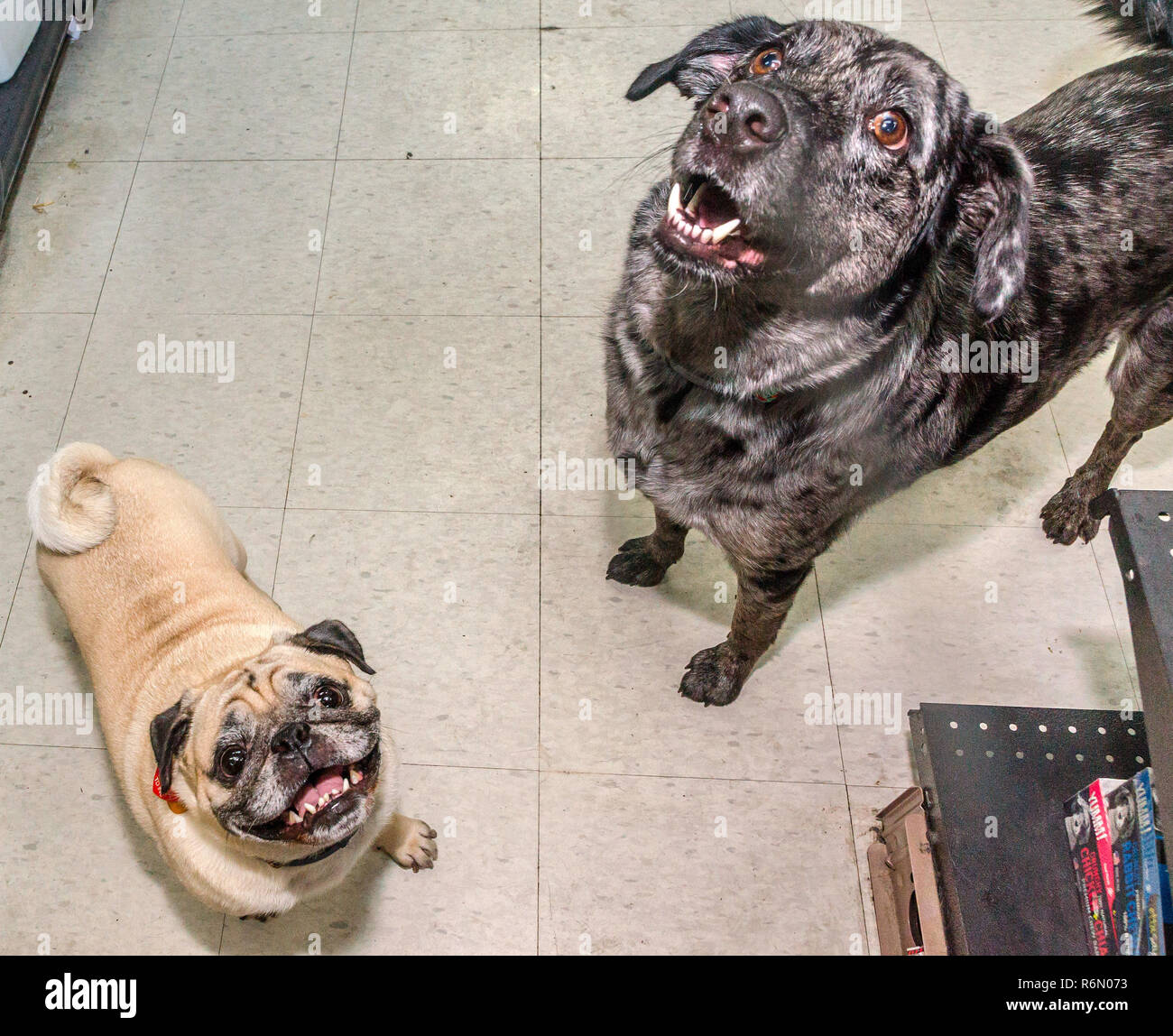 Hollywood animals hi-res stock photography and images - Alamy