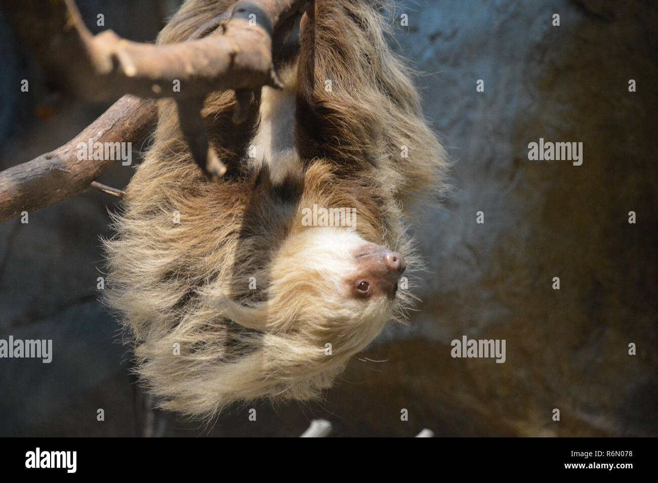 Sloth in a branch Stock Photo