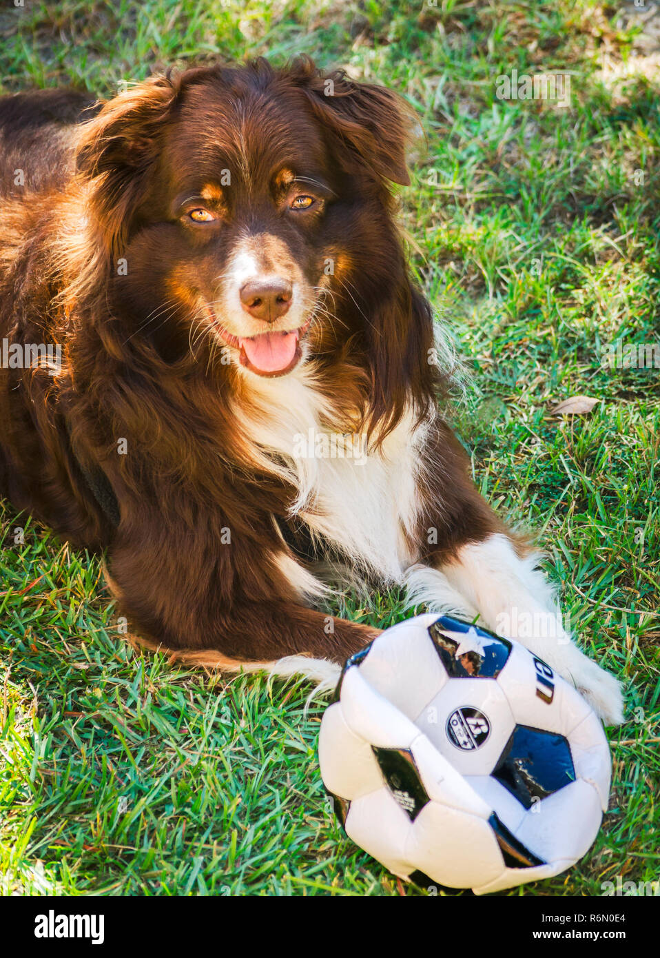 Cowboy, a six-year-old, red tri Australian Shepherd dog, plays outside with a soccer ball on a sunny day in Coden, Alabama. Stock Photo