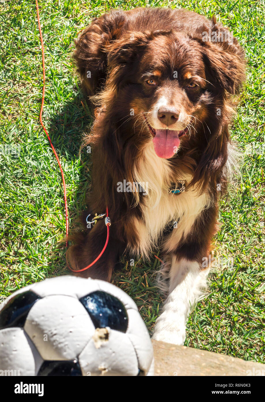 Cowboy, a six-year-old, red tri Australian Shepherd, waits for a soccer ball to be thrown, Oct. 4, 2014, in Coden, Alabama. Stock Photo