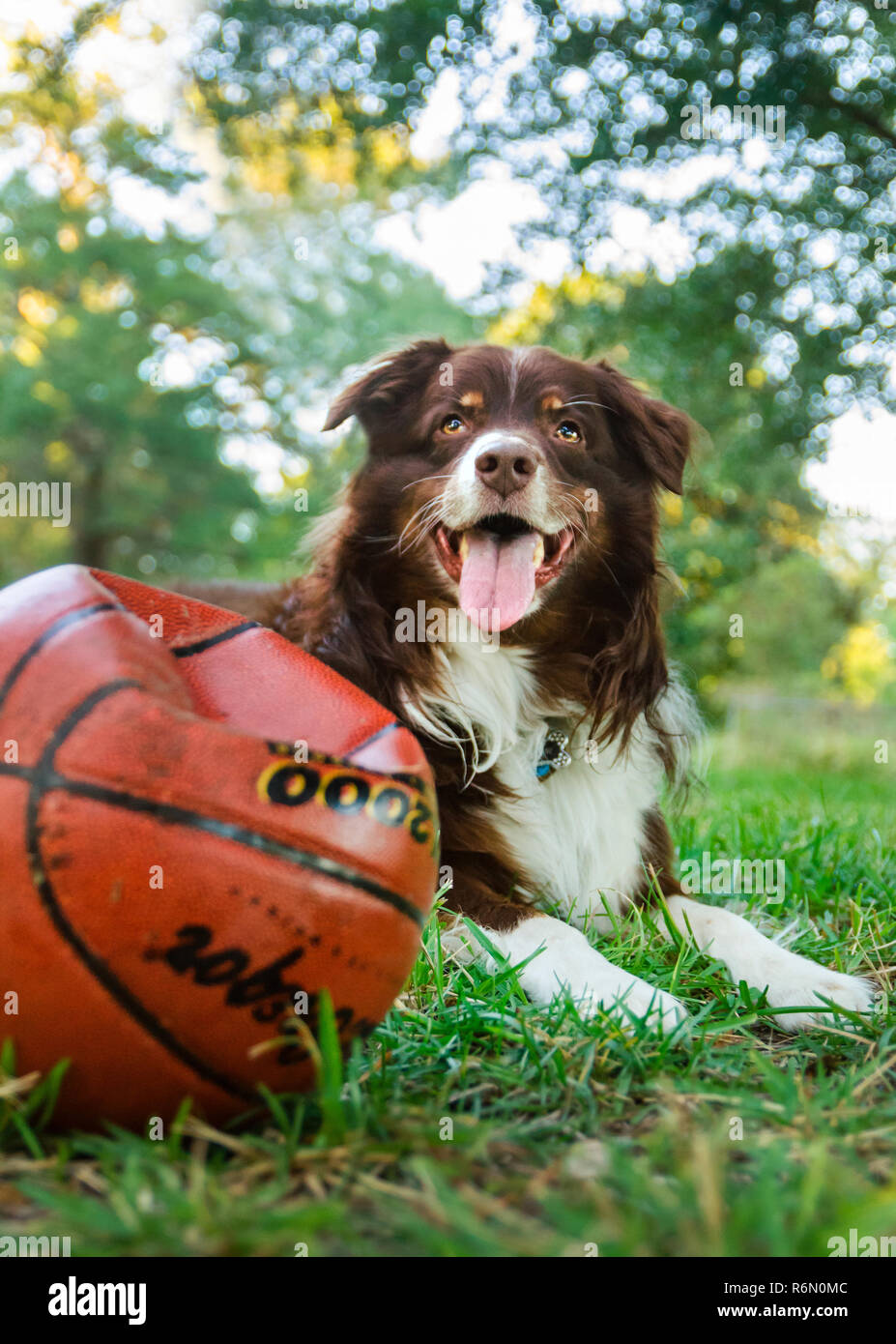 Cowboy, a six-year-old red tri Australian Shepherd, plays outside with a basketball, Oct. 5, 2014, in Coden, Alabama. Stock Photo