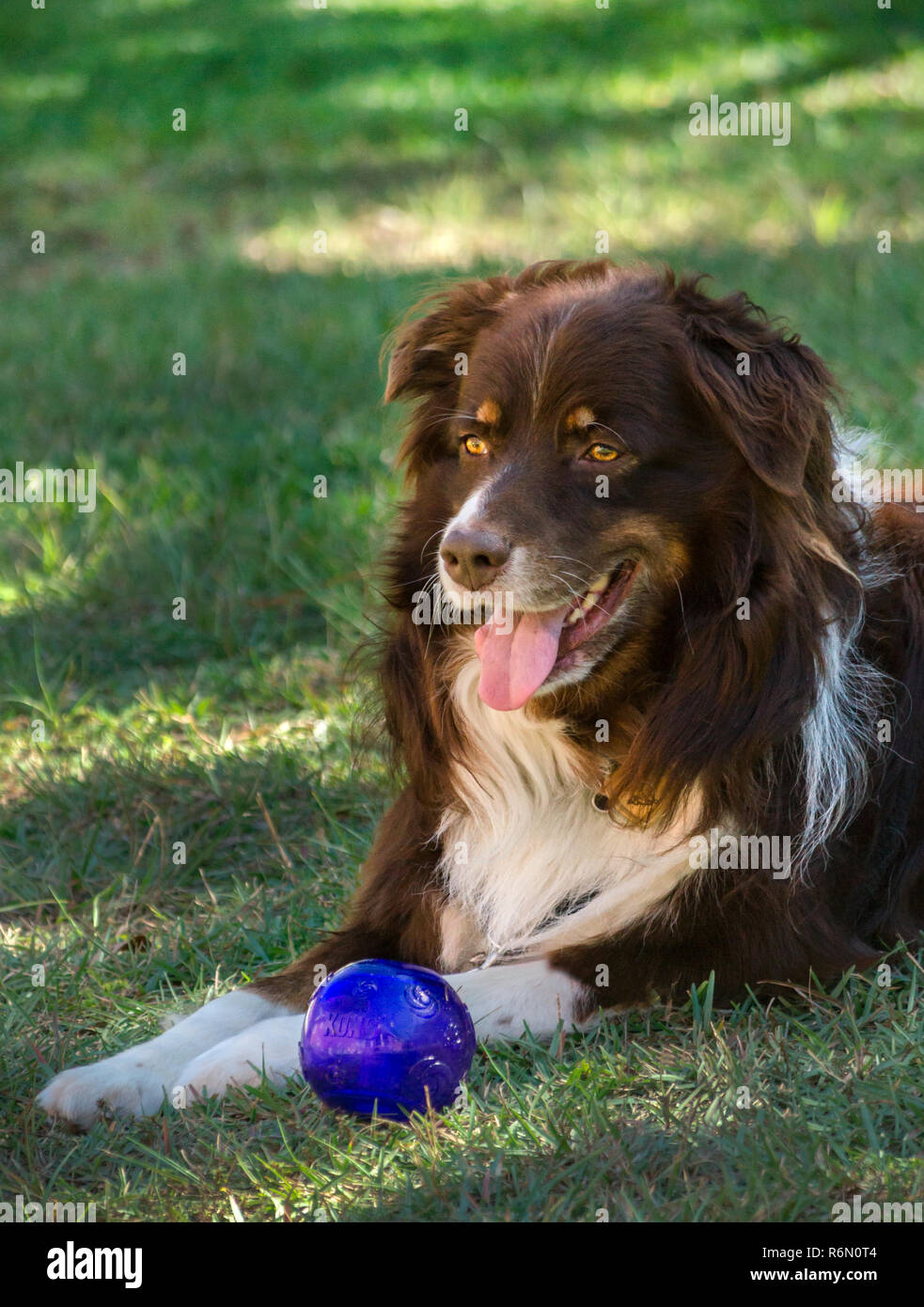 Cowboy, a six-year-old, red tri Australian Shepherd, lays in the grass beside his Kong Squeezz ball, Oct. 14, 2014, in Coden, Alabama. Stock Photo