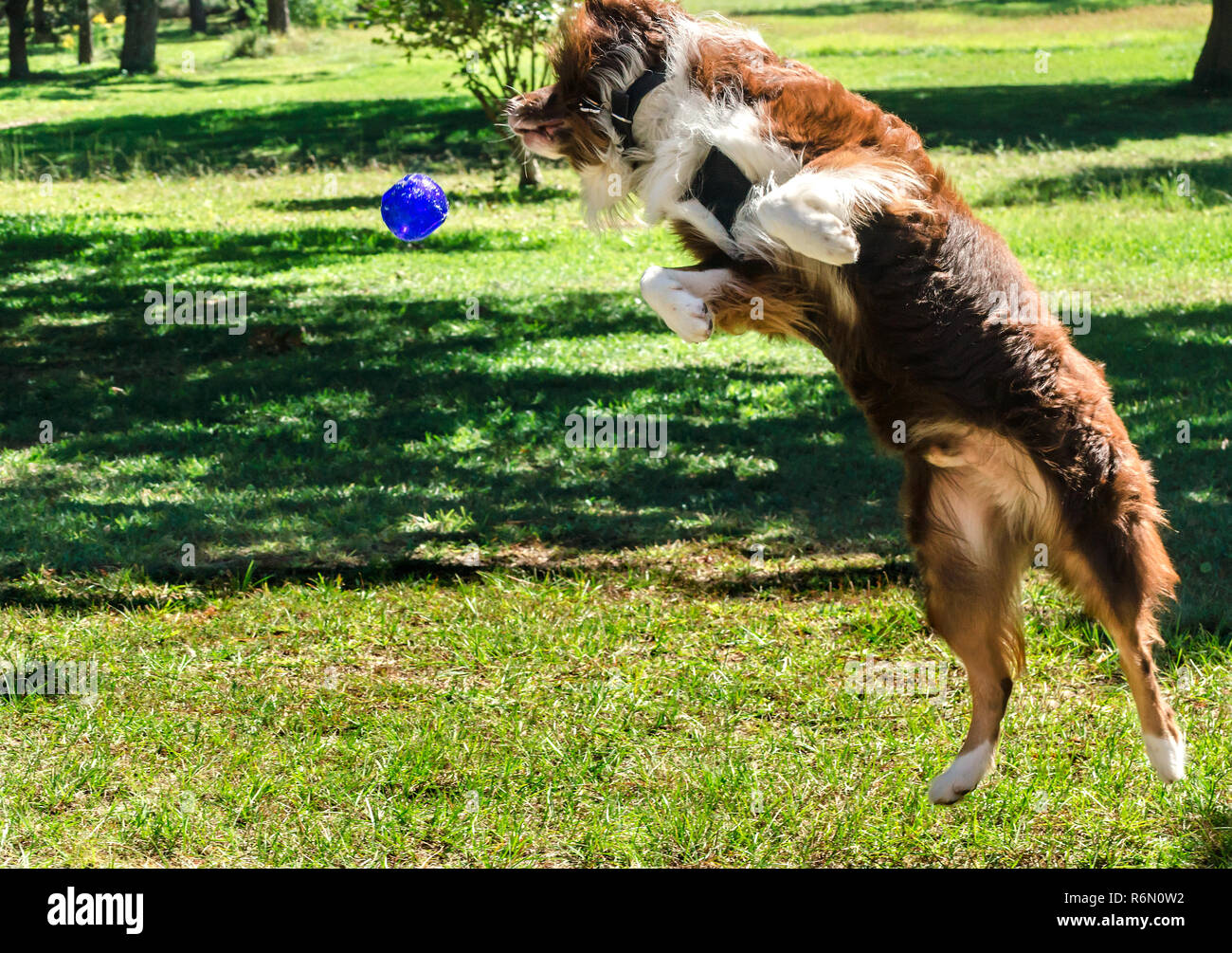 Cowboy, a six-year-old, red tri Australian Shepherd, leaps in the air to catch a Kong Squeezz ball, Oct. 14, 2014, in Coden, Alabama. Stock Photo