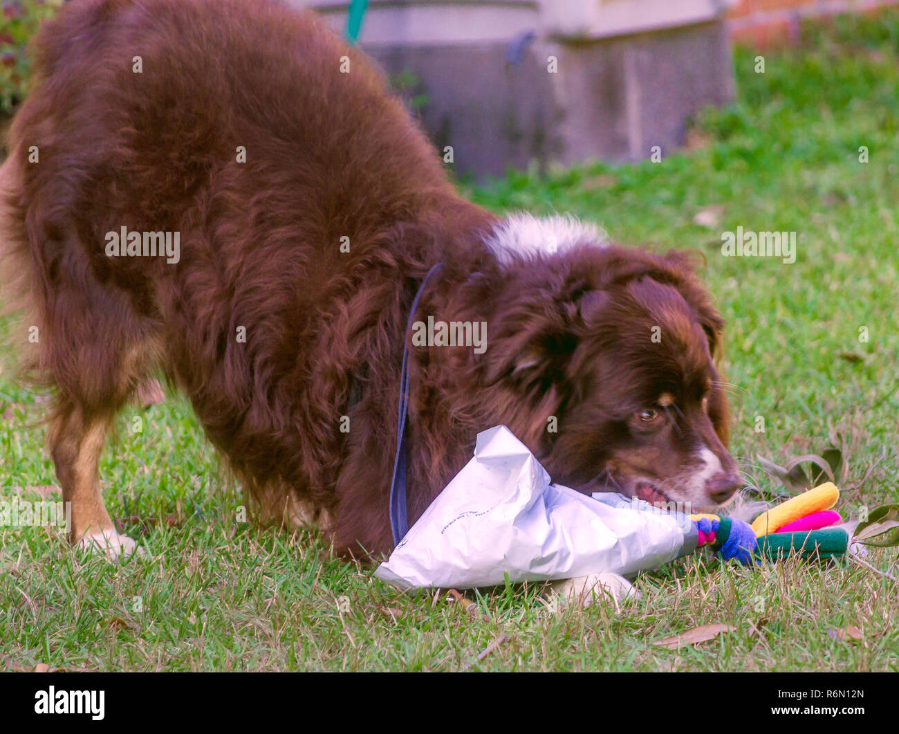 Dog In Play Bow High Resolution Stock Photography And Images Alamy