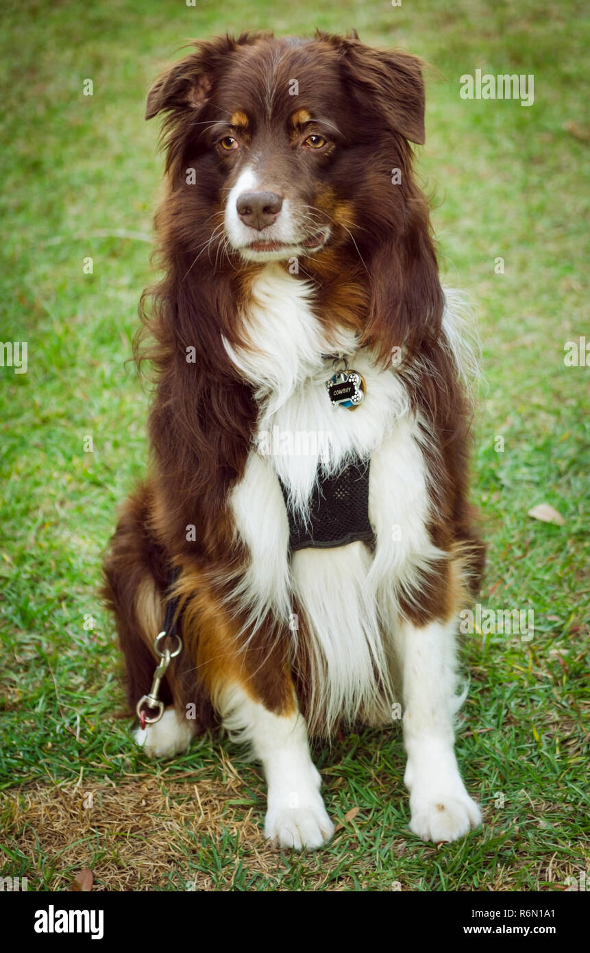 Cowboy a six year old red tri Australian Shepherd wears a no