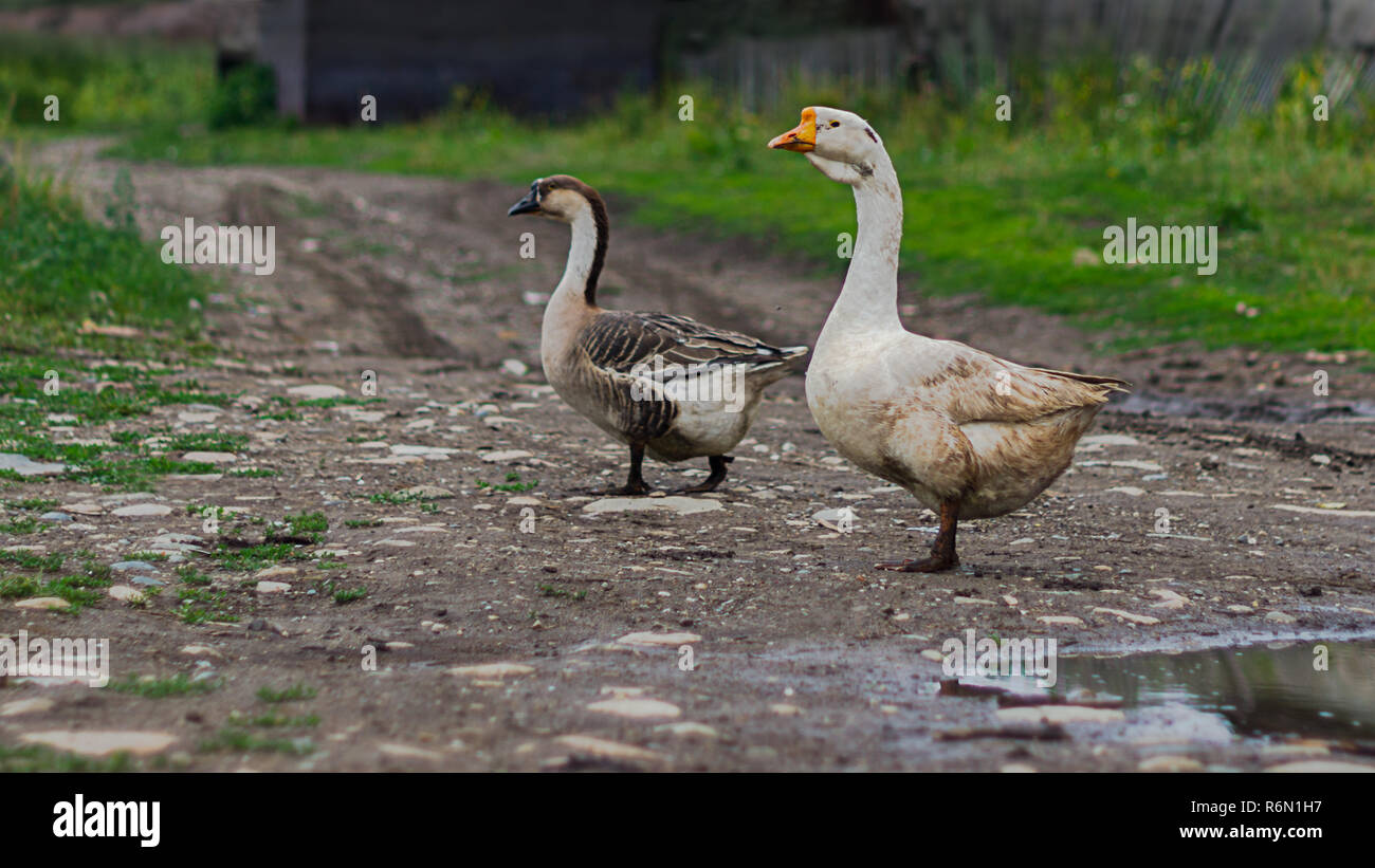 Organic farming concept. Pair of geese on the road near the farm. Stock Photo