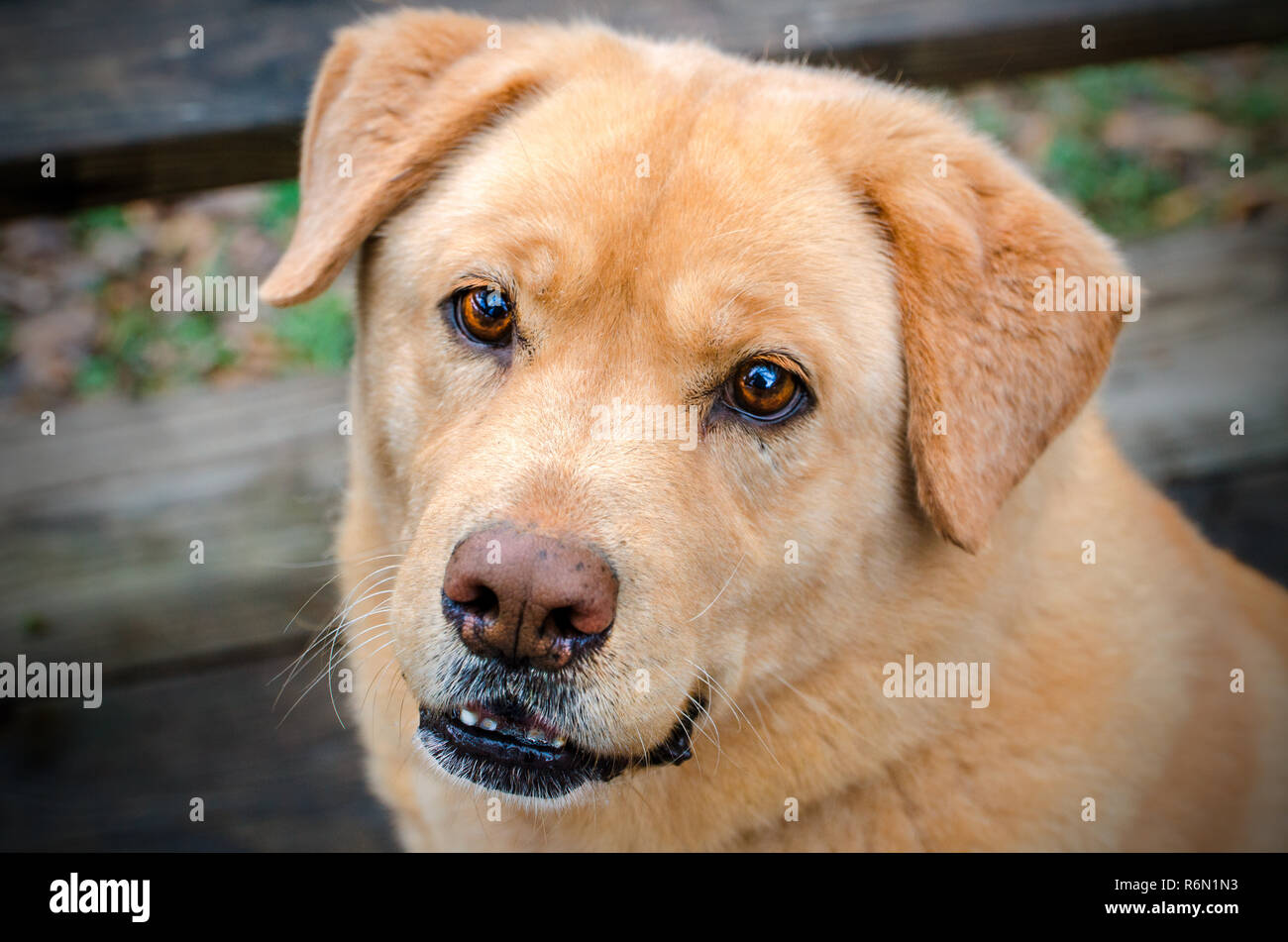 A mixed breed stray dog looks at the camera, Dec. 14, 2013, in French Camp, Mississippi. Stock Photo