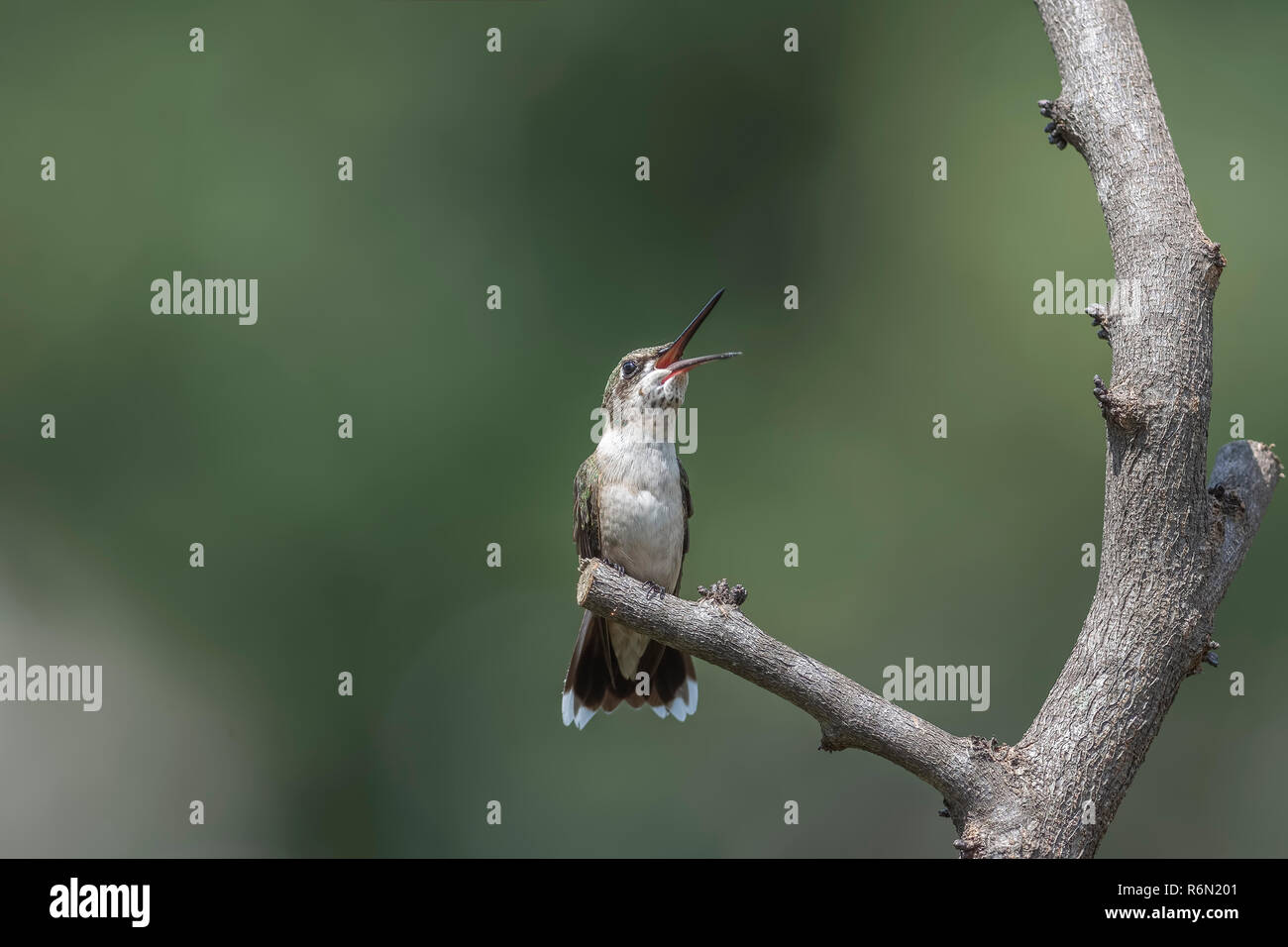 Hummingbird appears to be laughing. He's really ready to catch an insect in that wide open beak. Stock Photo
