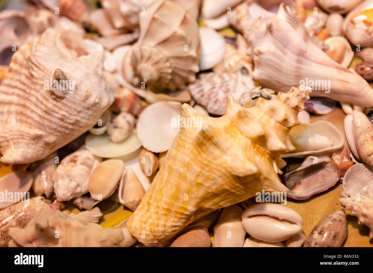 Assorted seashells are displayed at the 34th annual Mobile International Festival, Nov. 17, 2018, in Mobile, Alabama. Stock Photo