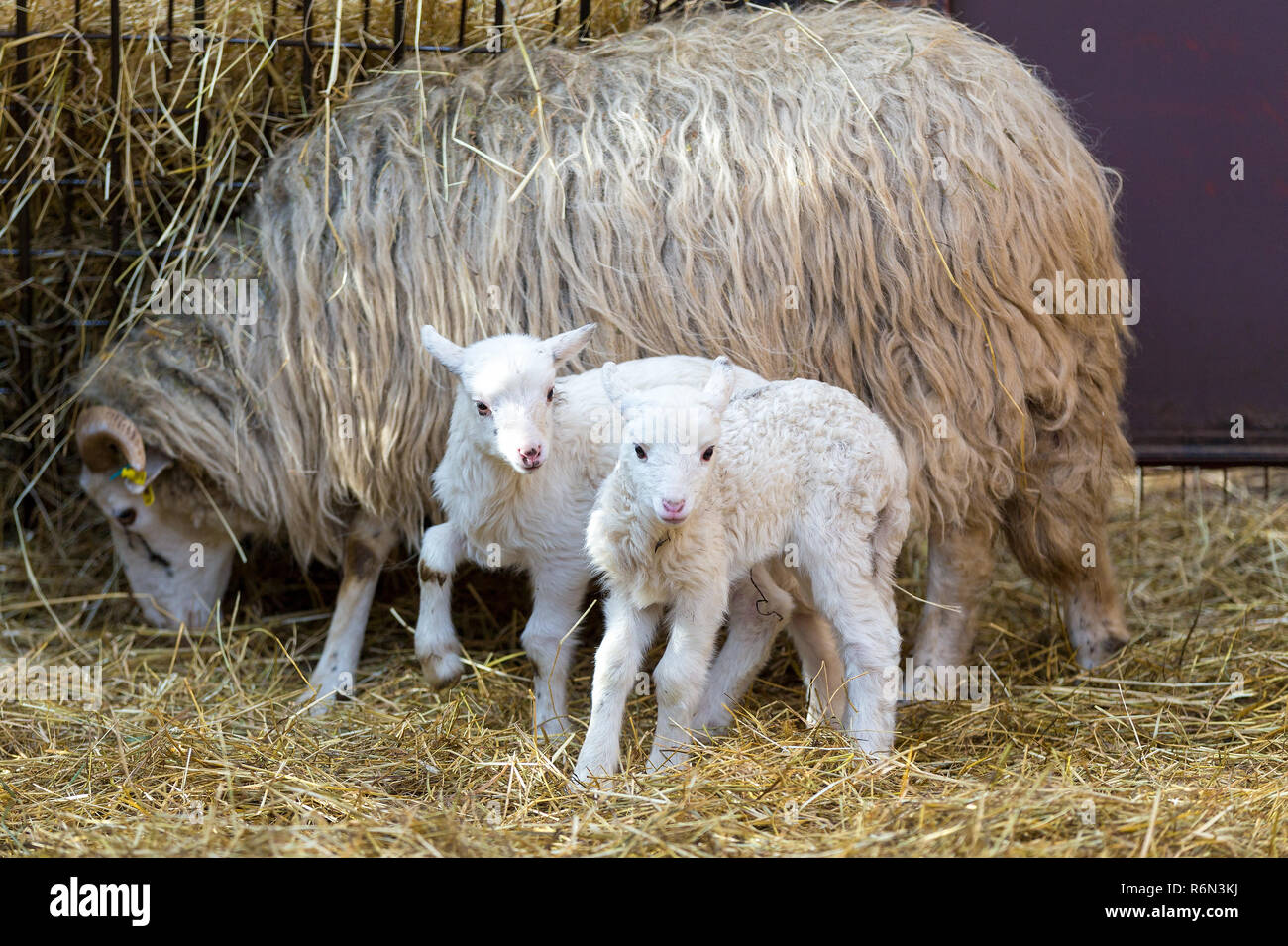 Sheep with lamb, easter symbol Stock Photo Alamy