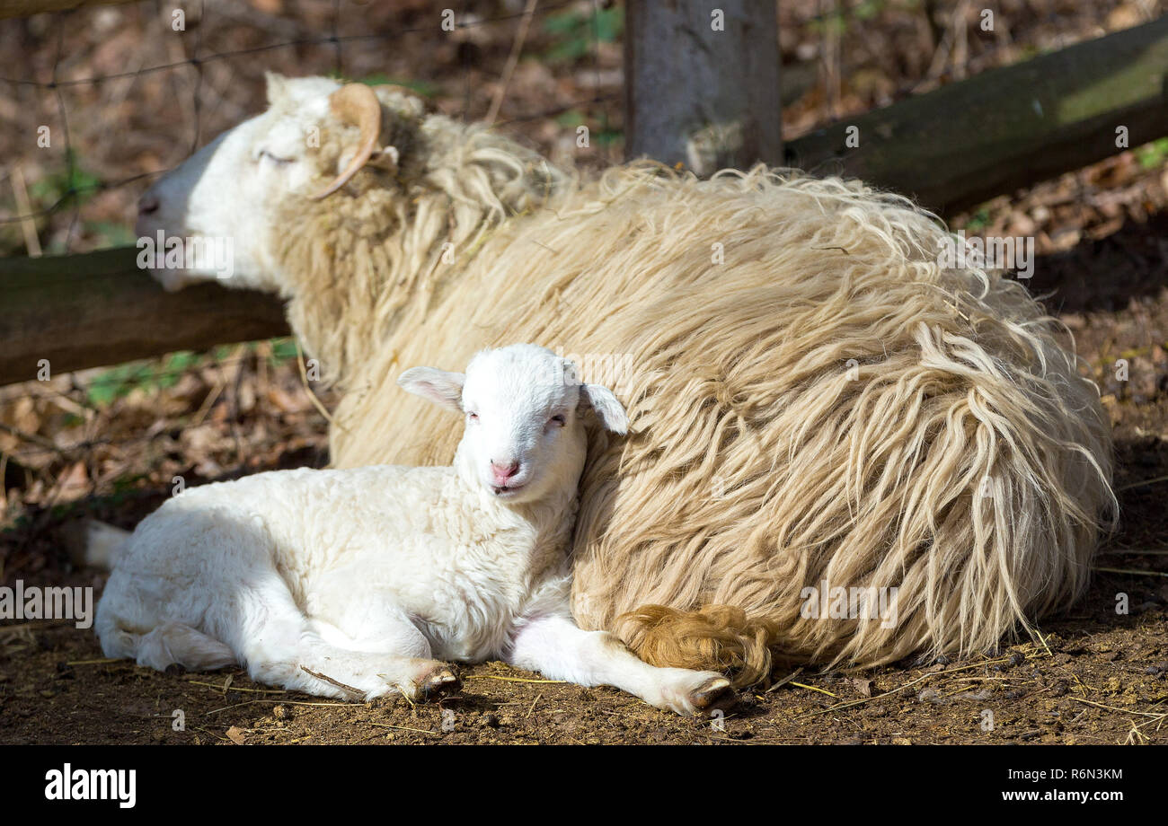 Sheep with lamb, easter symbol Stock Photo Alamy