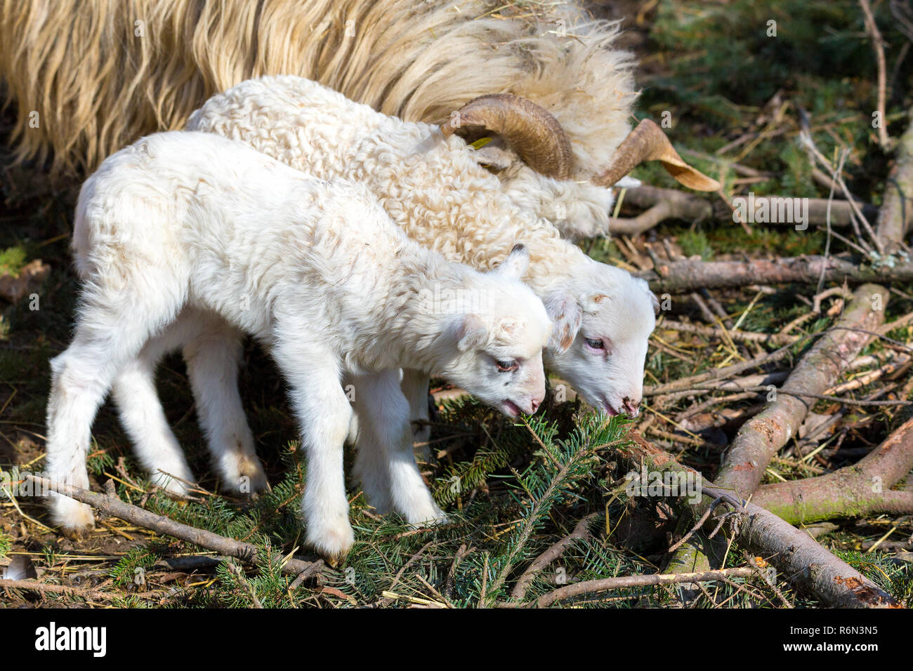 Sheep with lamb, easter symbol Stock Photo Alamy
