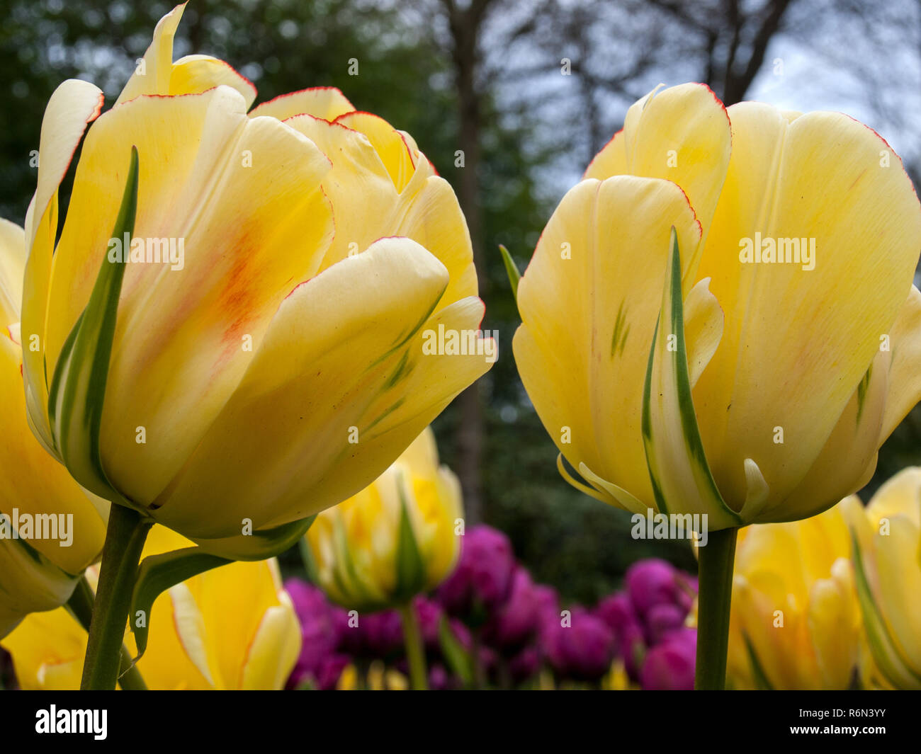Yellow tulips flowers blooming in a garden Stock Photo - Alamy