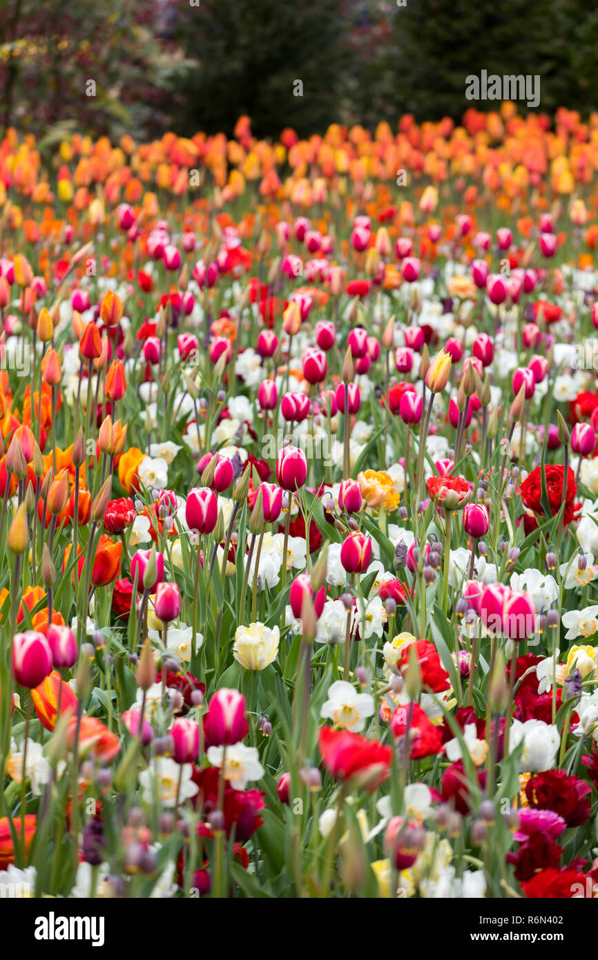 colorful tulips flowers blooming in a garden Stock Photo - Alamy