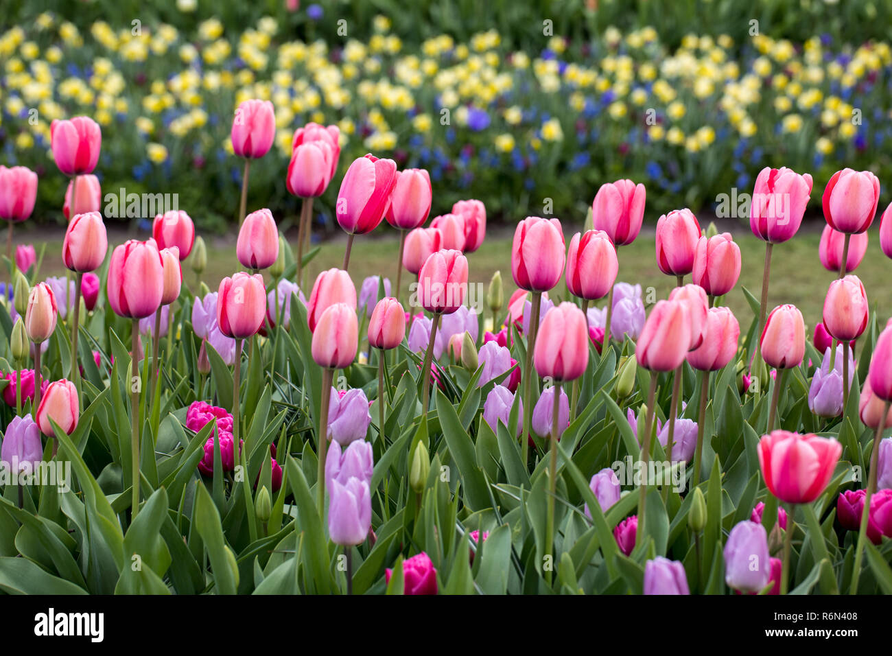 colorful tulips flowers blooming in a garden Stock Photo - Alamy