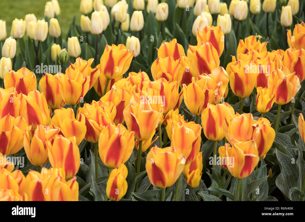 colorful tulips flowers blooming in a garden Stock Photo - Alamy