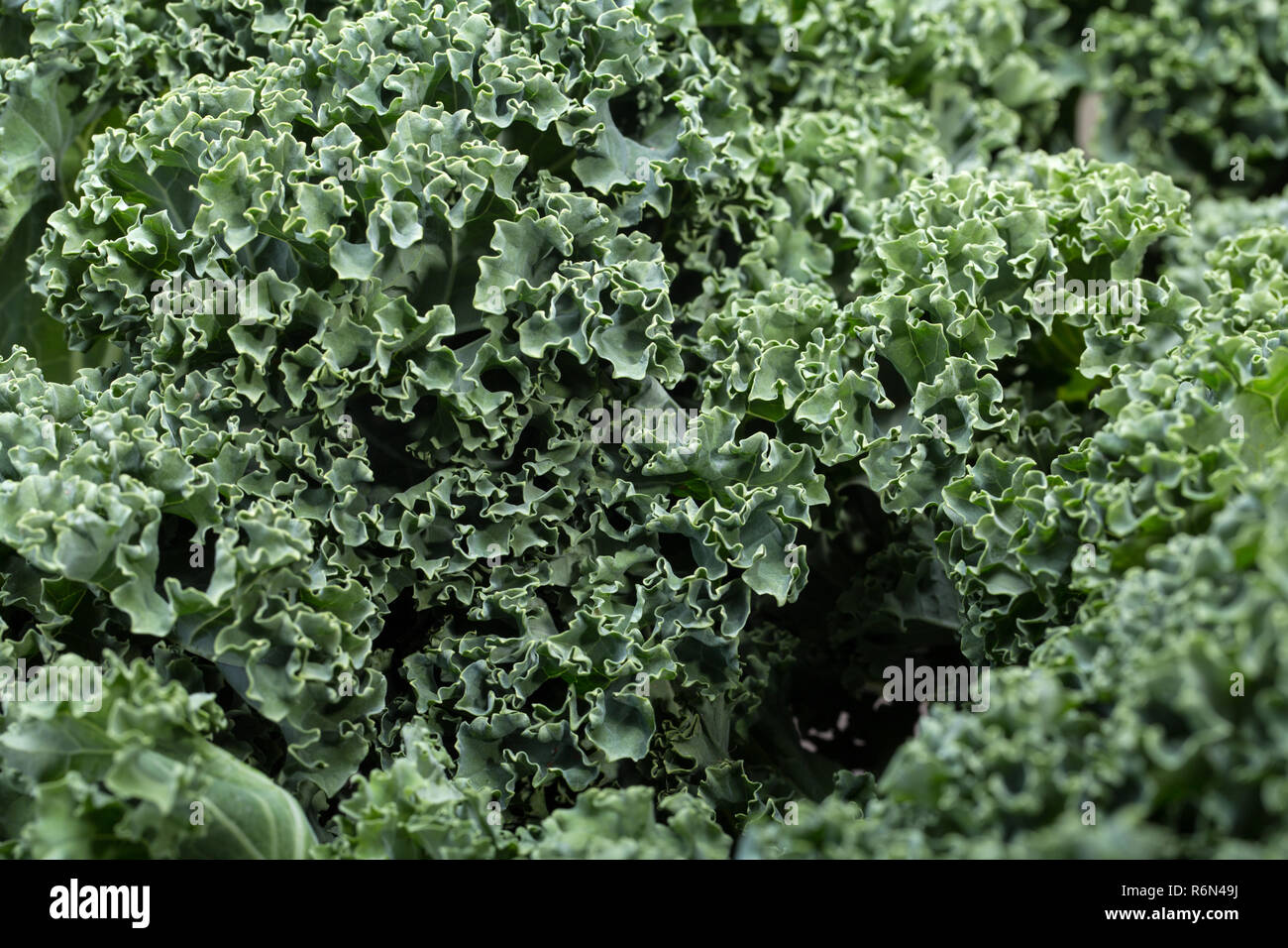 A healthy fresh curly kale Stock Photo Alamy