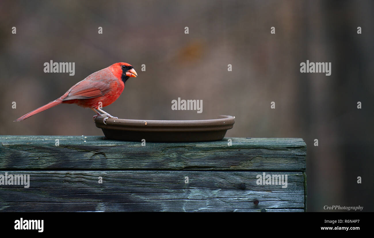 Northern Cardinal in backyard feeder Stock Photo