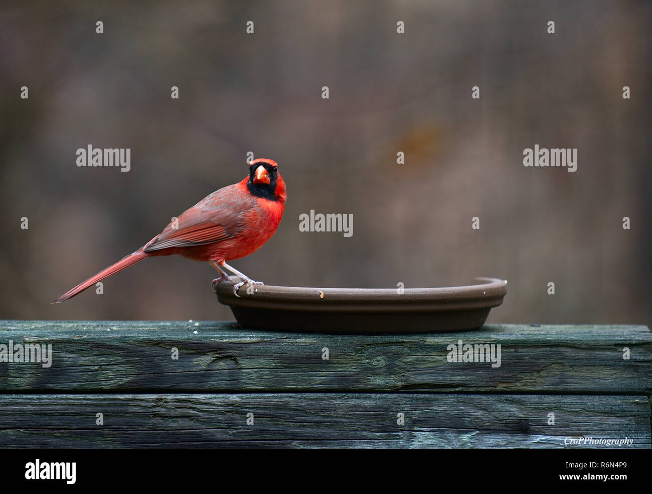 Northern Cardinal in backyard feeder Stock Photo