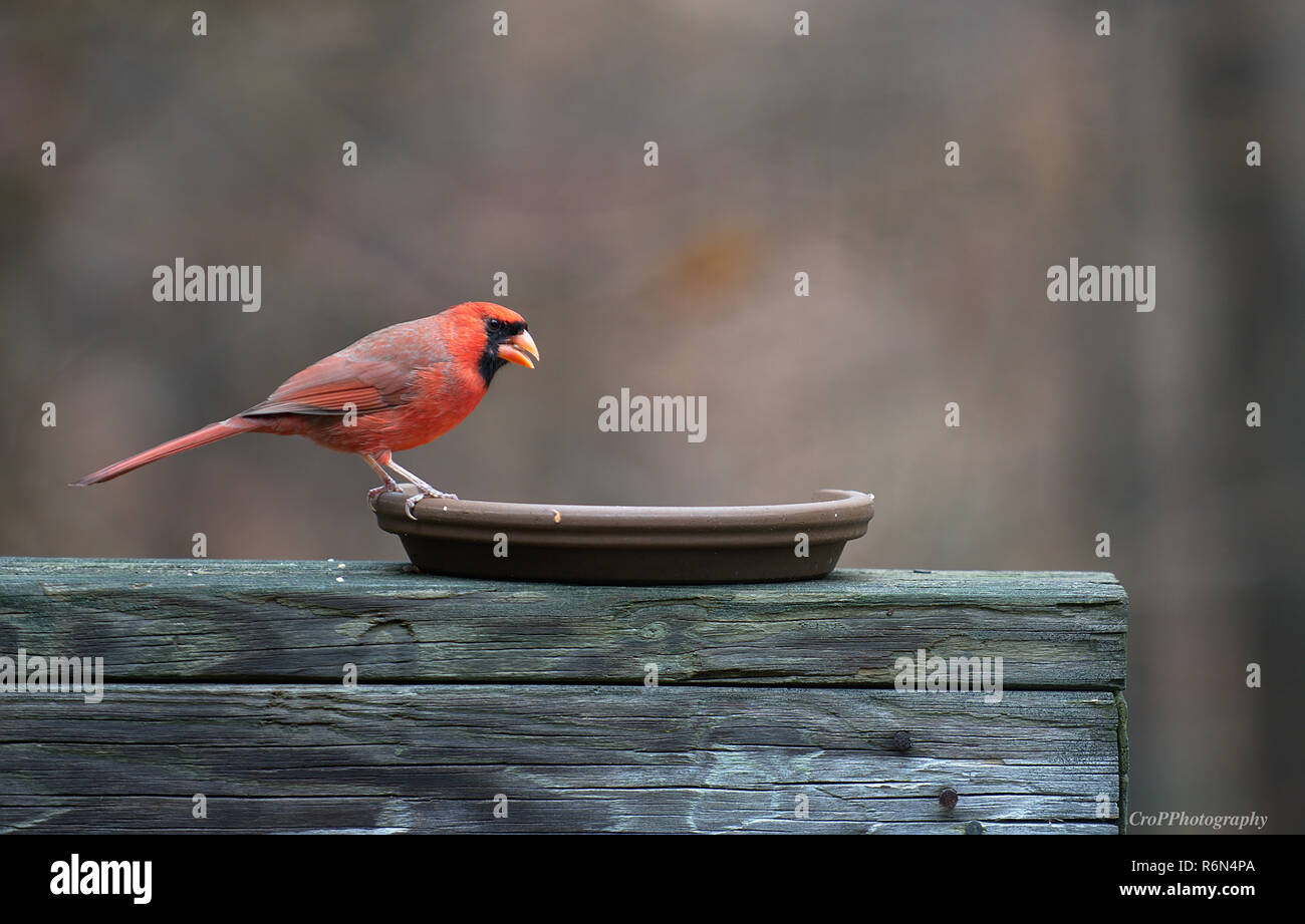 Northern Cardinal in backyard feeder Stock Photo