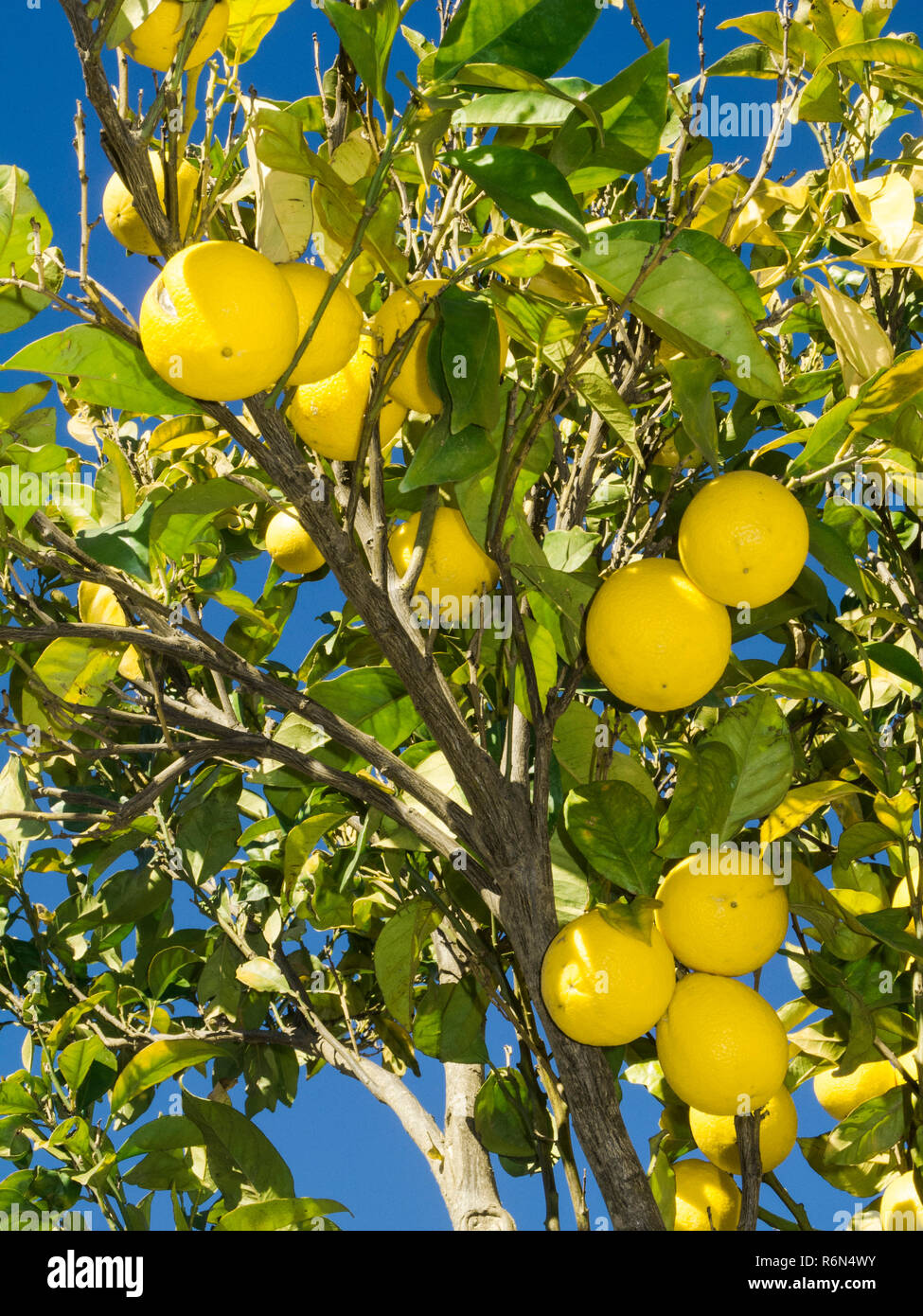 lemon tree in the garden Stock Photo - Alamy