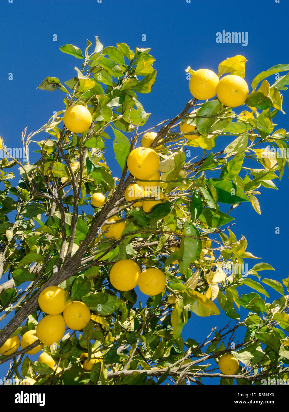 lemon tree in the garden Stock Photo - Alamy