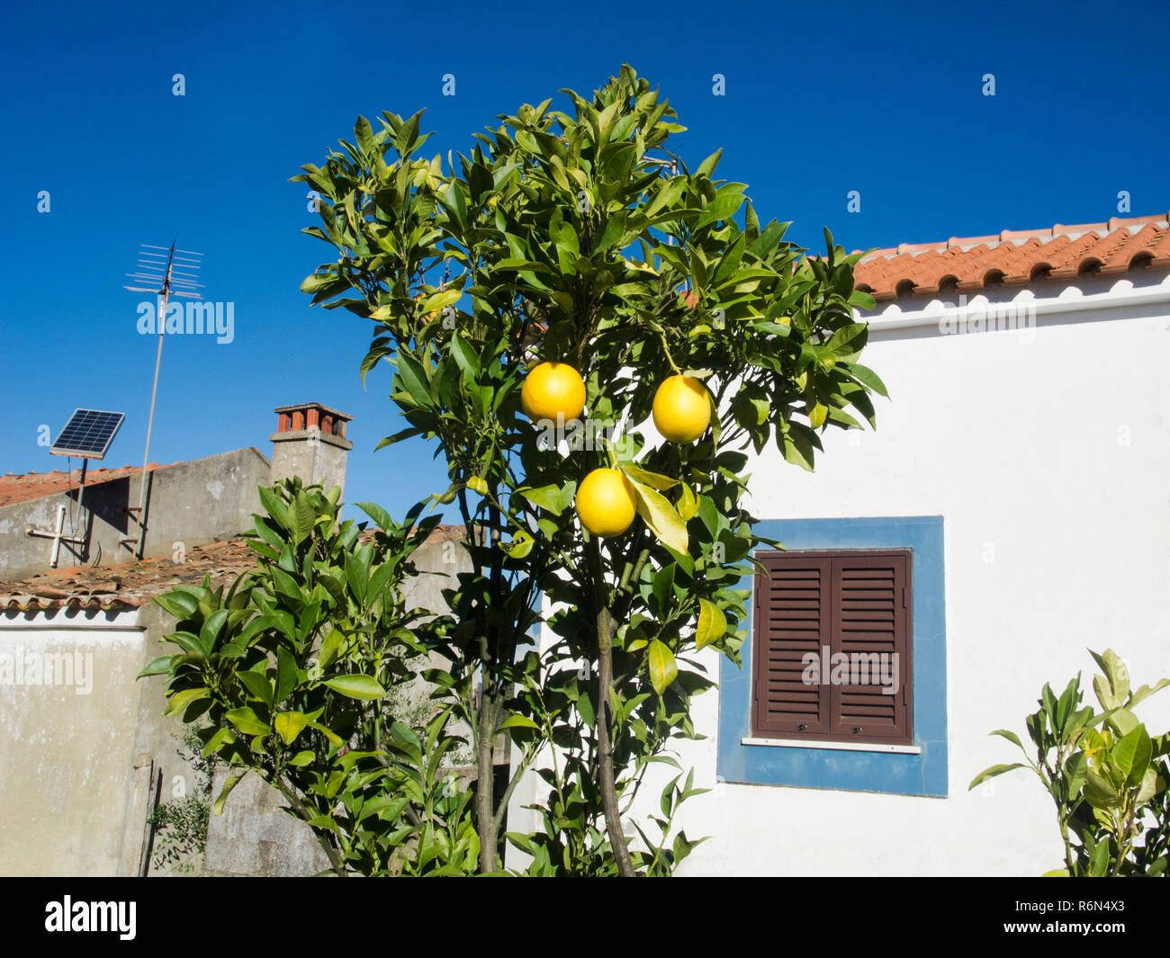 lemon tree in the garden Stock Photo - Alamy