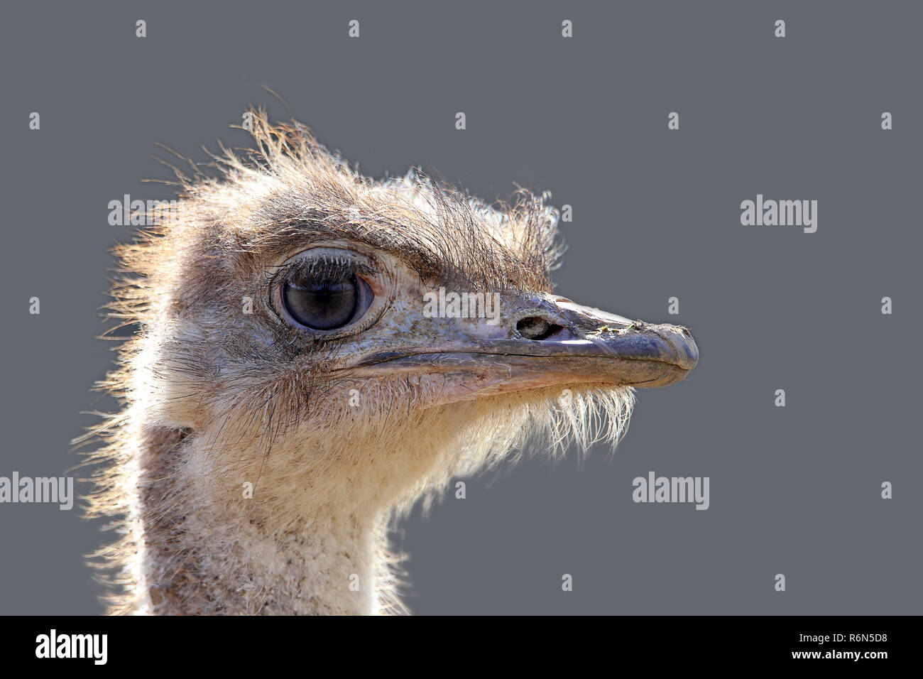 Cursorial Birds High Resolution Stock Photography and Images - Alamy