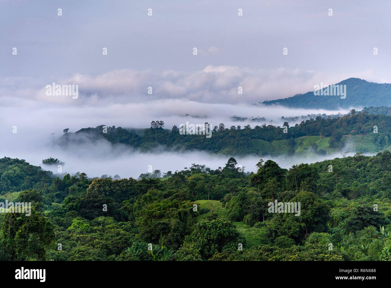 Fog covered forest mountain hi-res stock photography and images - Alamy