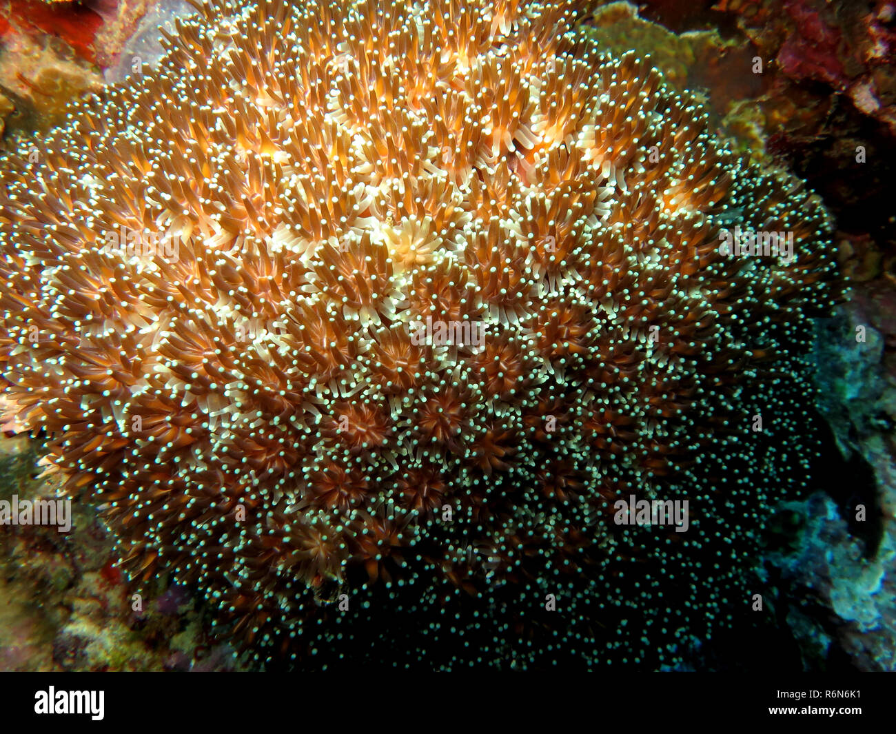 crystal coral galaxea fascicularis Stock Photo