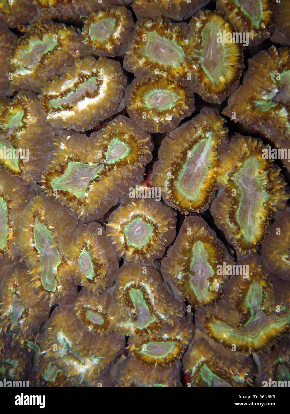 stone coral lobophyllia corymbosa Stock Photo