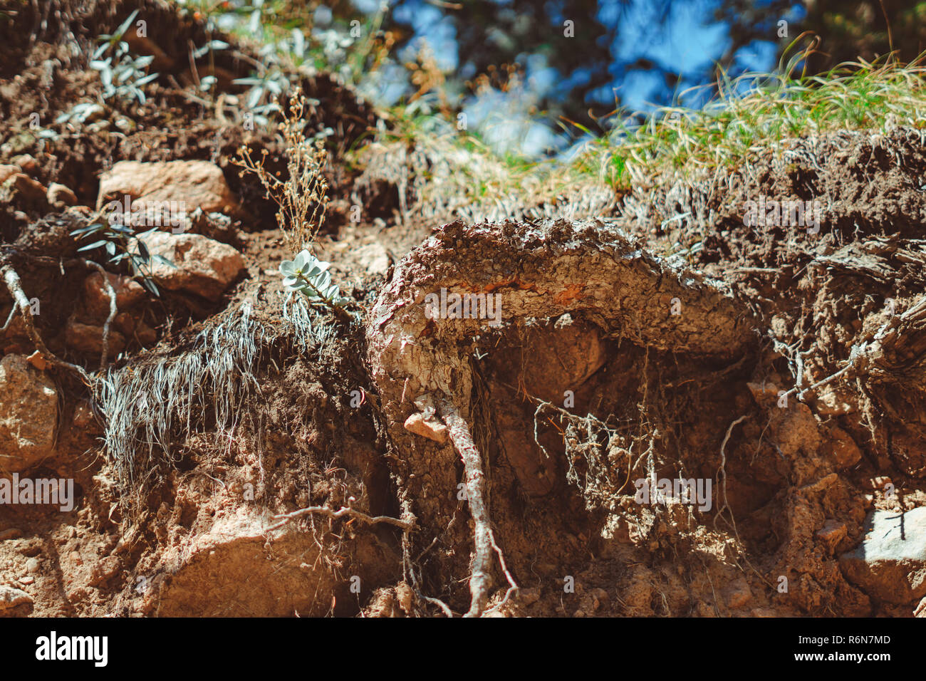 large tree roots and the sun in a green forest Stock Photo - Alamy