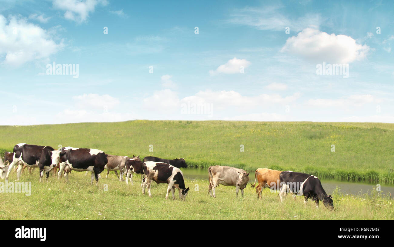 cows grazing in a meadow Stock Photo - Alamy