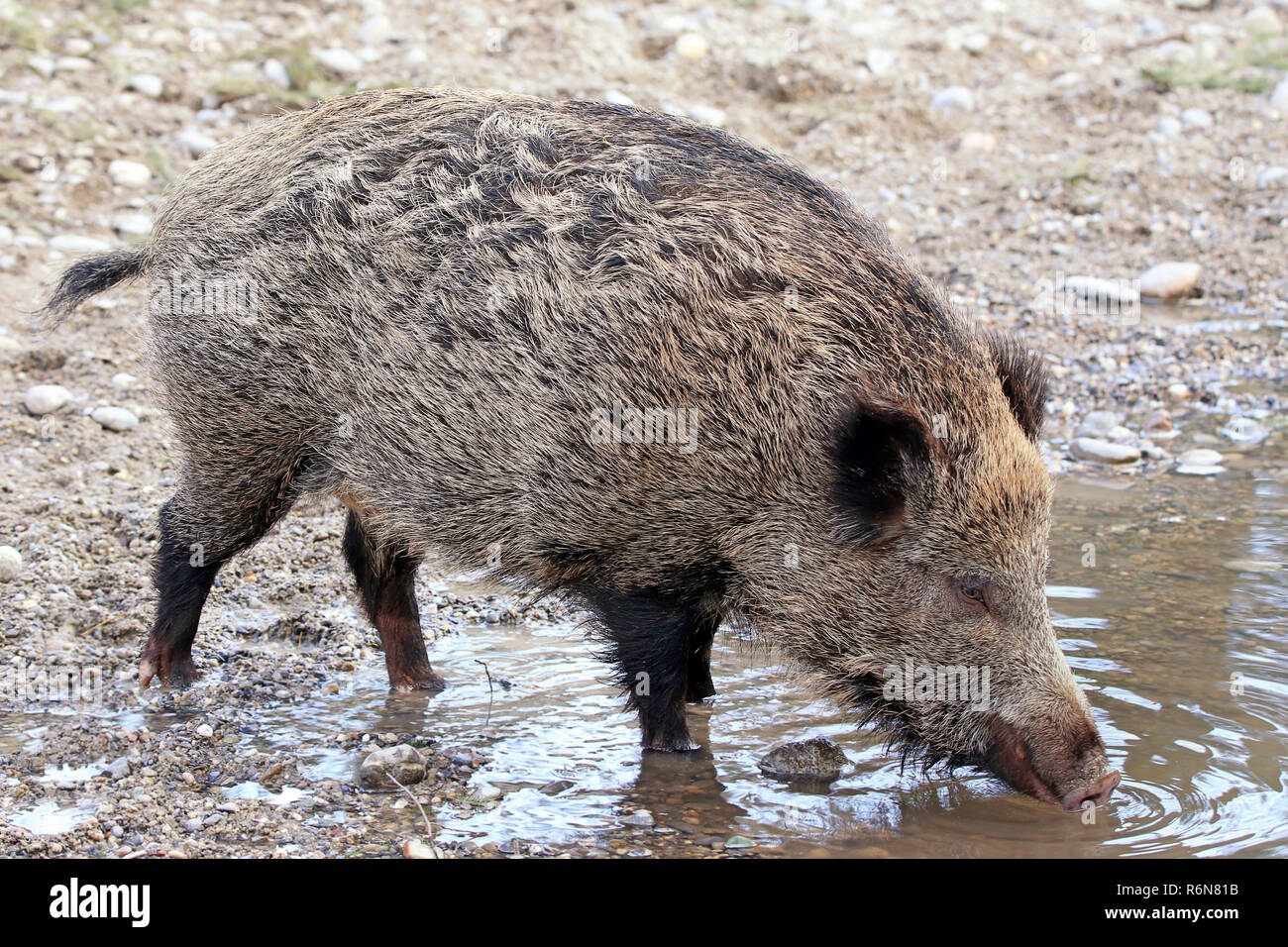 boar on the water Stock Photo