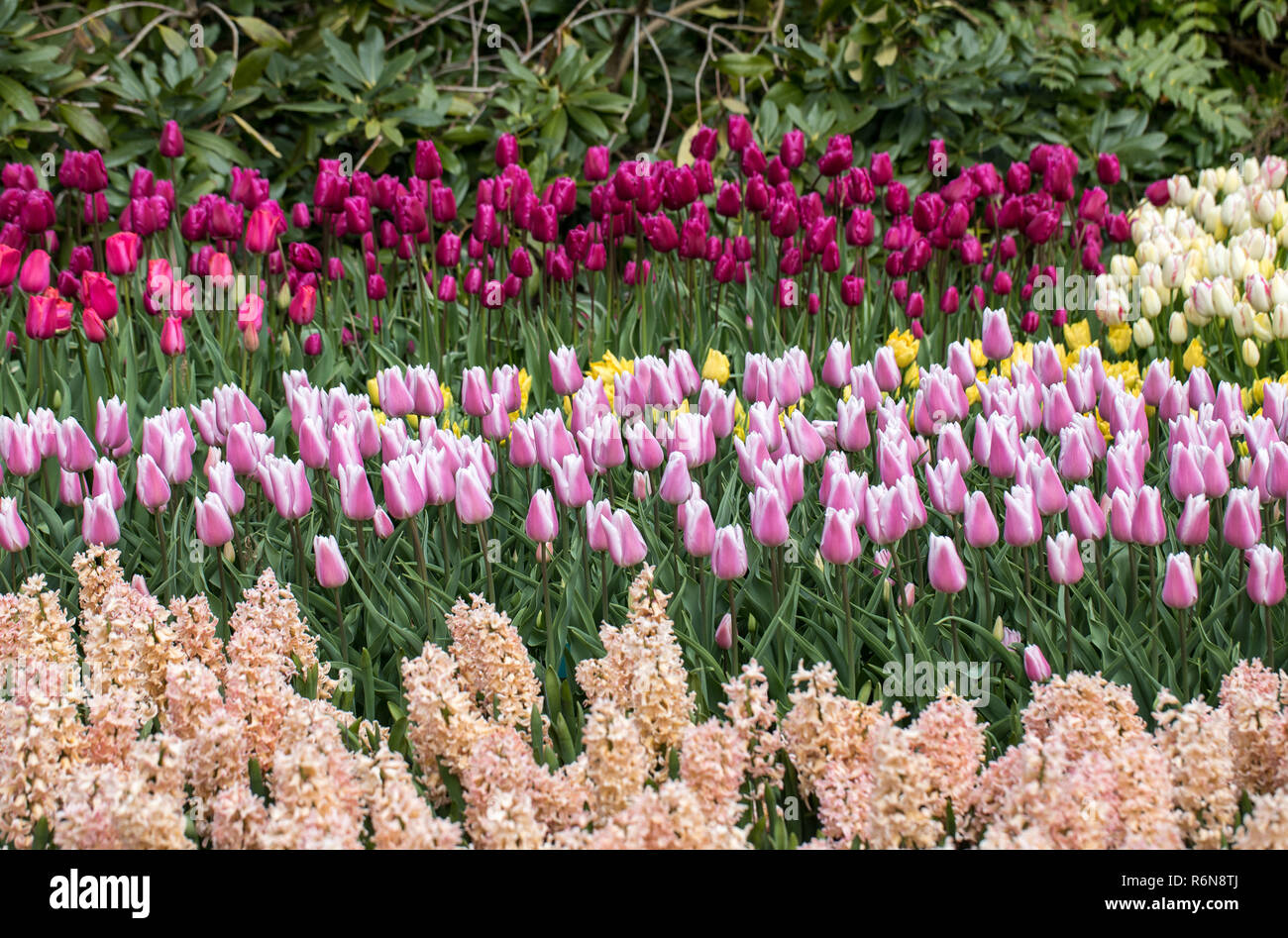 colorful hyacinths and tulips blooming in a garden Stock Photo - Alamy