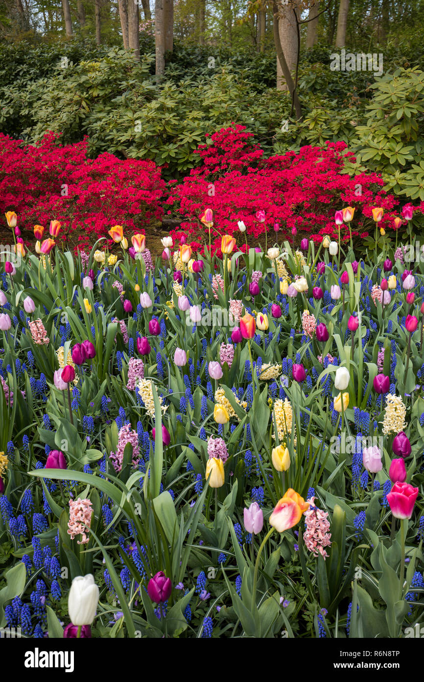 colorful tulips and hyacinths blooming in a garden Stock Photo - Alamy