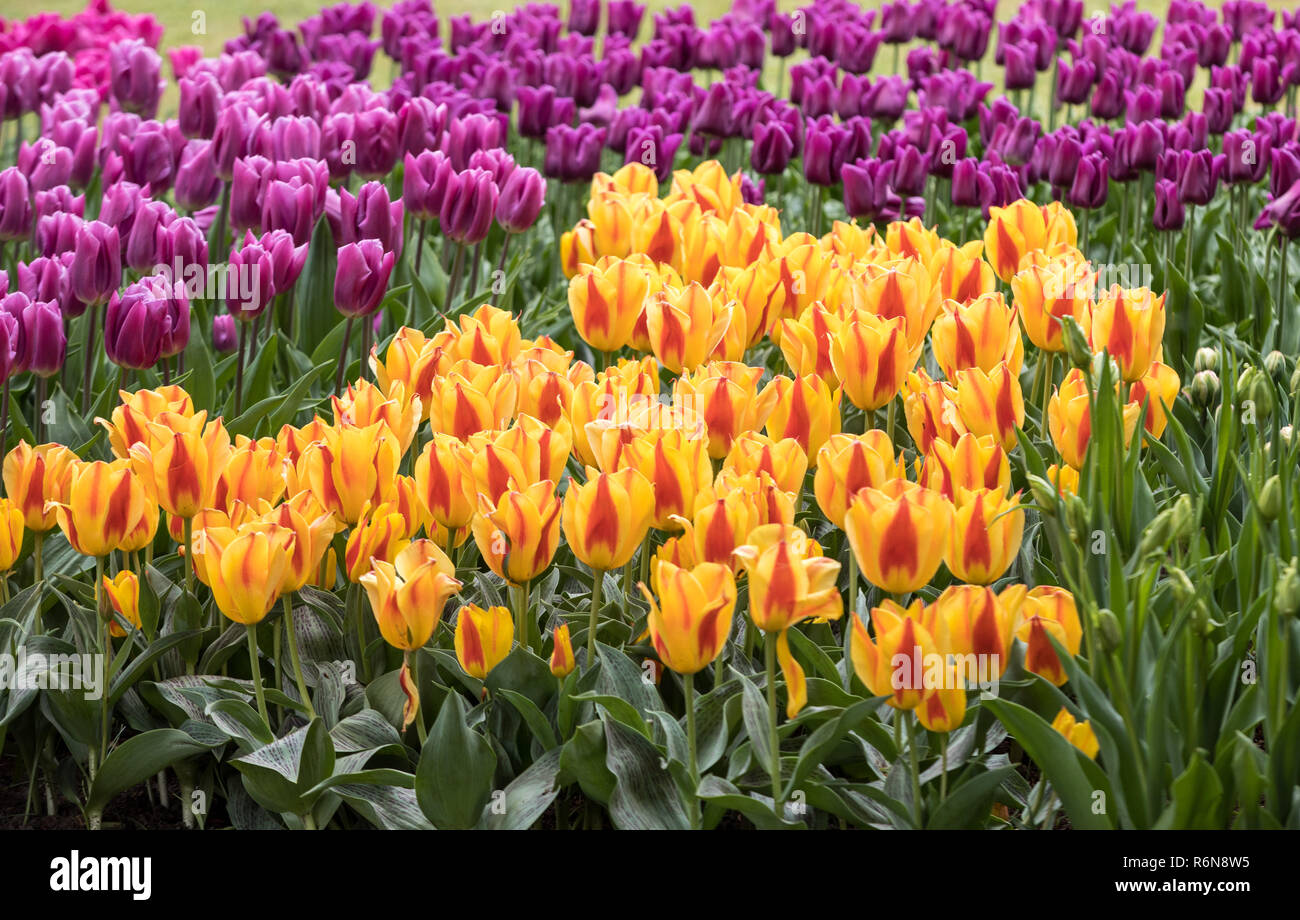 colorful tulips flowers blooming in a garden Stock Photo - Alamy