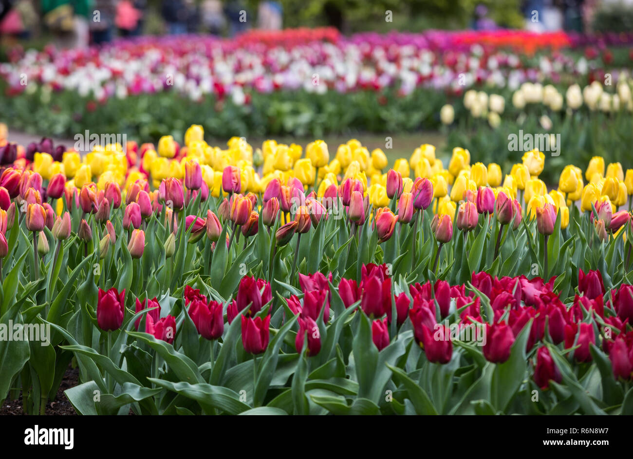 colorful tulips flowers blooming in a garden Stock Photo - Alamy