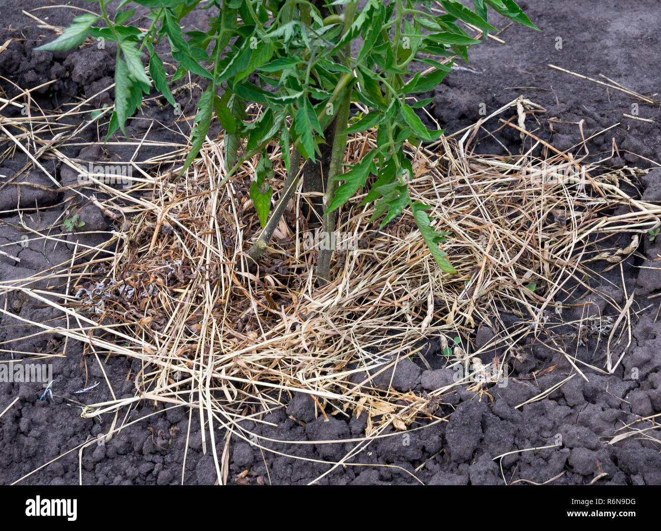 Mulching a tomato bush with hay and dry grass Stock Photo Alamy