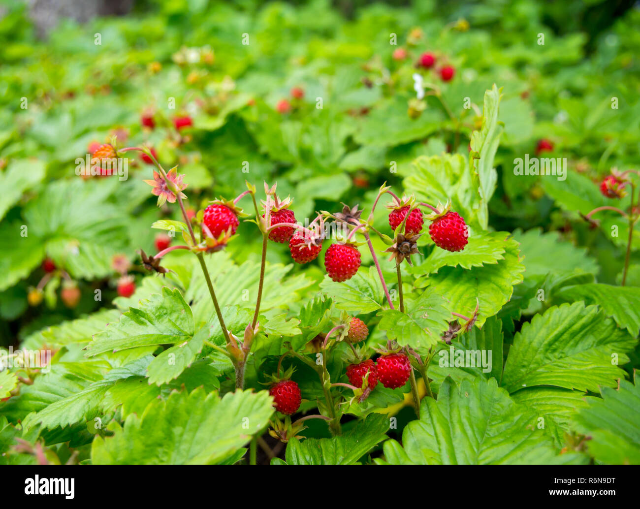 Wild strawberries hires stock photography and images Alamy