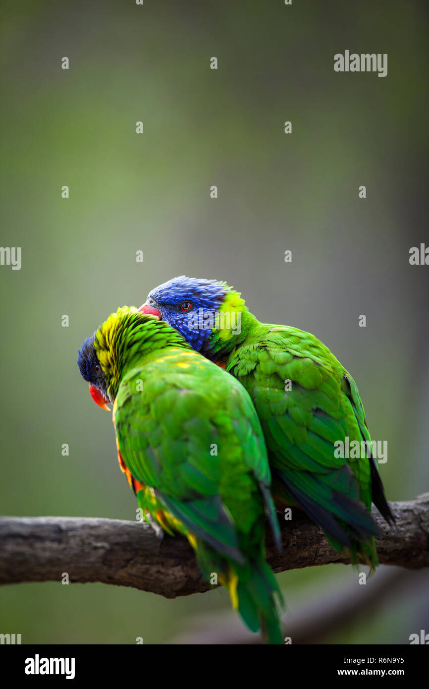 A pair of Rainbow Lorikeets fighting/playing/teasing each other on a tree branch (Trichoglossus haematodus) Stock Photo