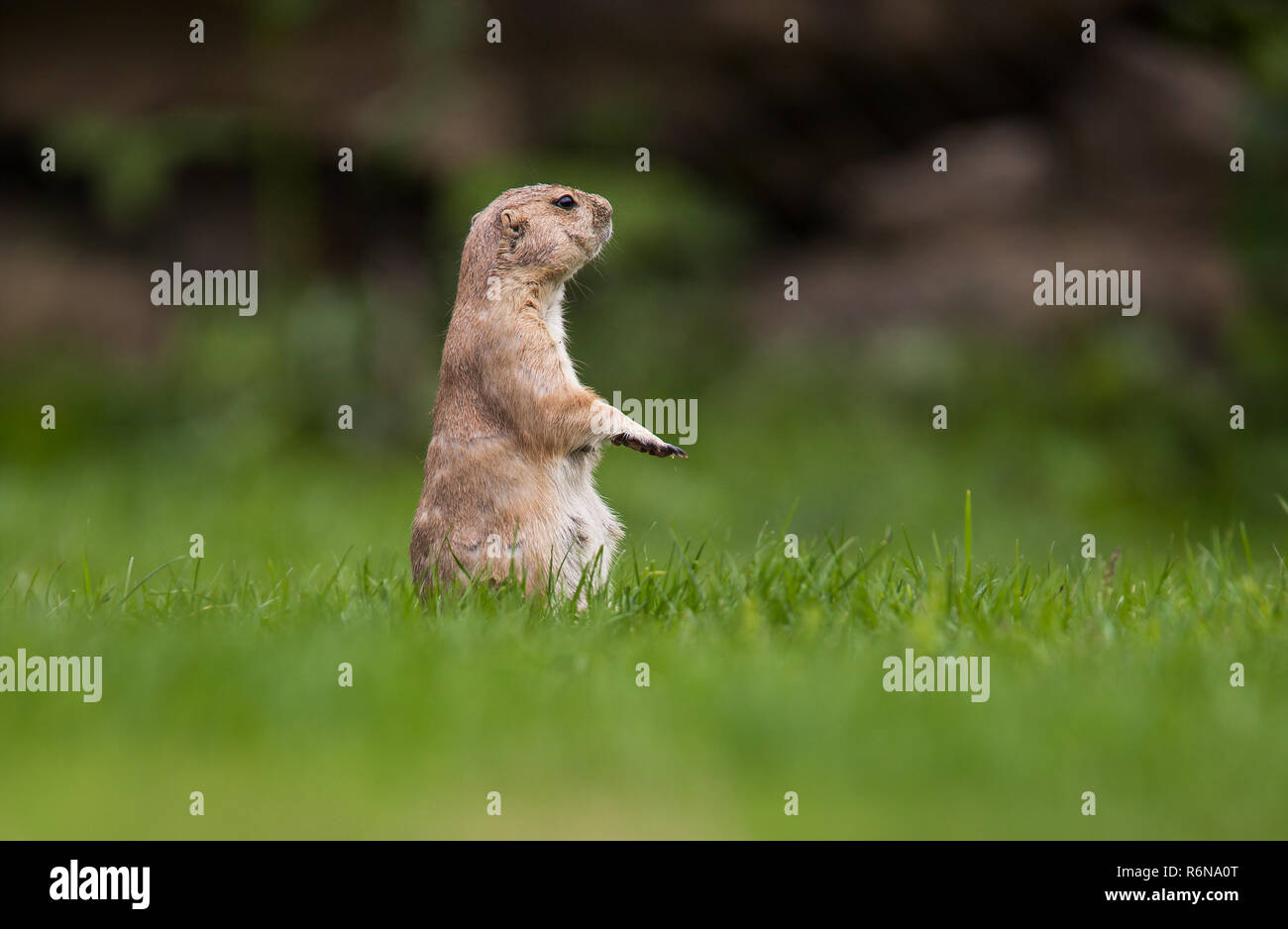 very cute black tailed prairie dog (Cynomys ludovicianus) Stock Photo