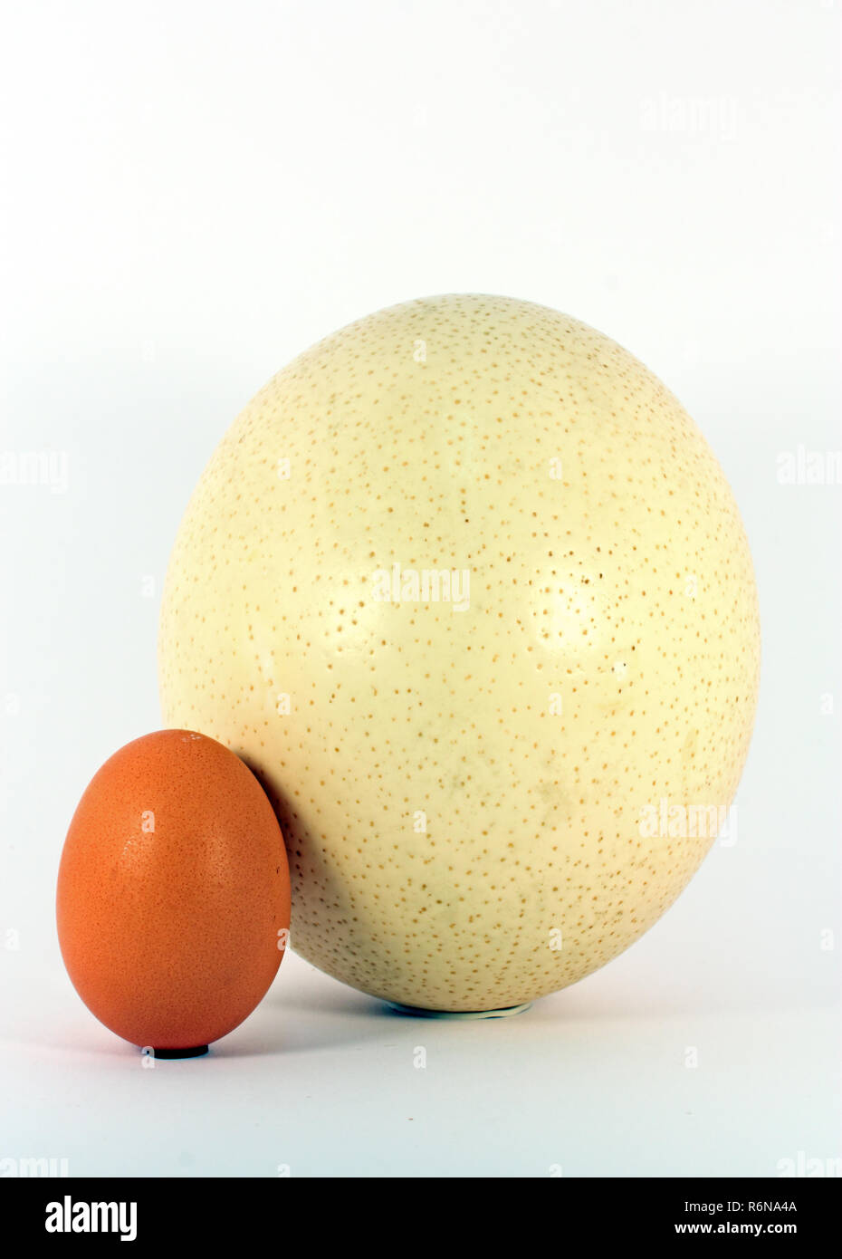 Chicken and ostrich eggs Stock Photo Alamy